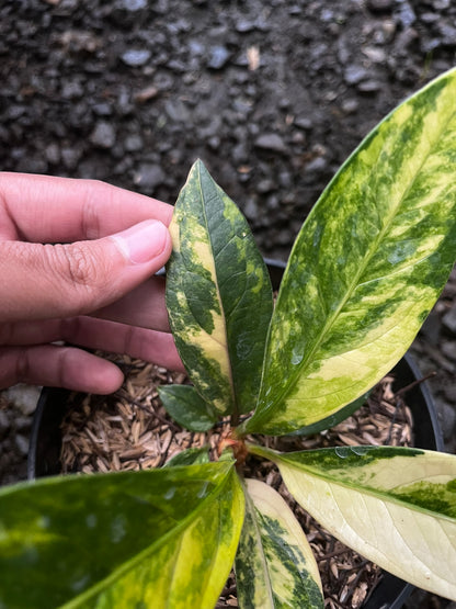 Anthurium Jemanii Variegated Small