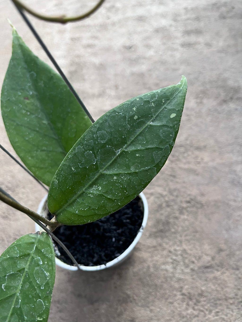 Hoya Rikit Musara
