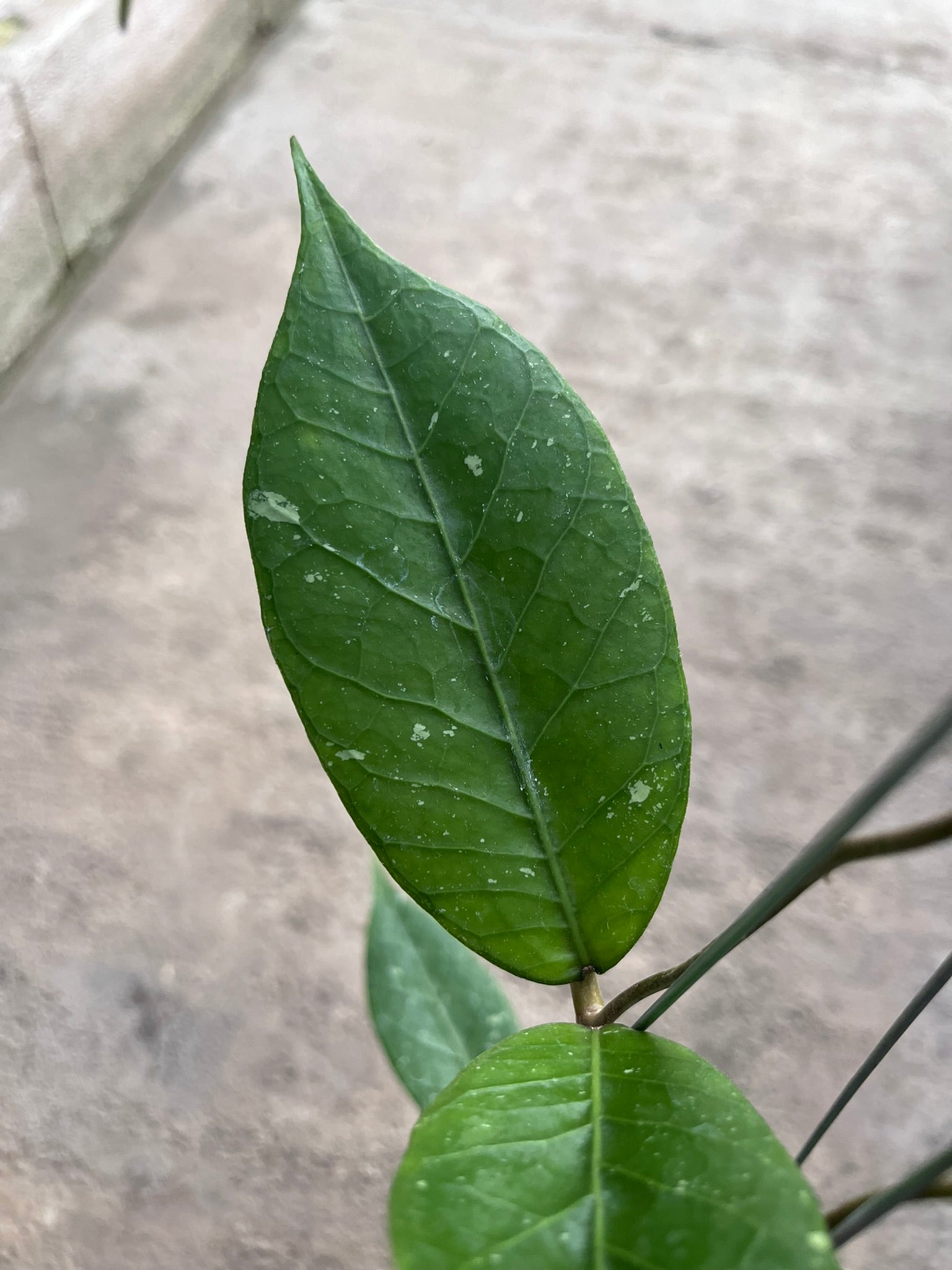 Hoya Rikit Musara