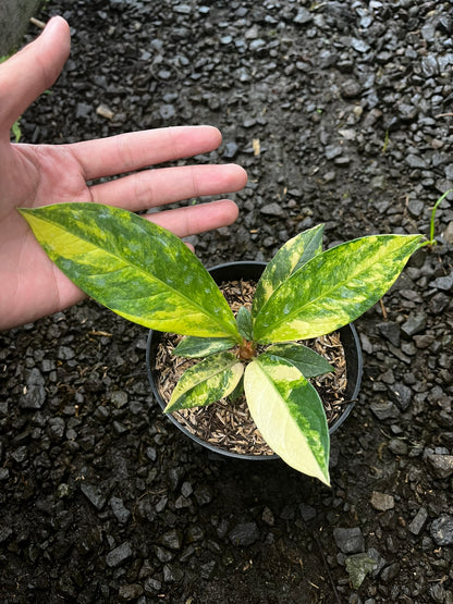Anthurium Jemanii Variegated Small