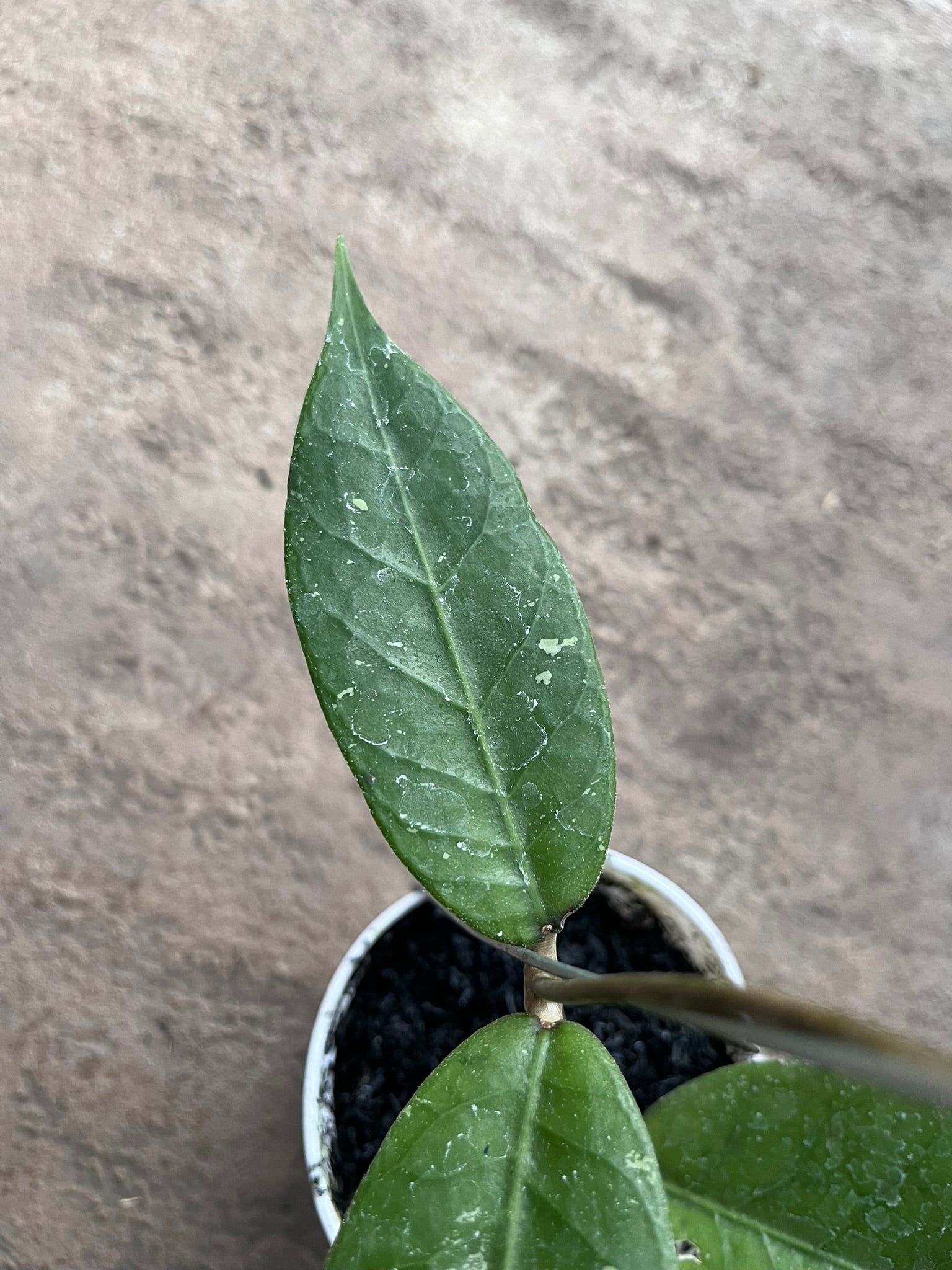 Hoya Rikit Musara