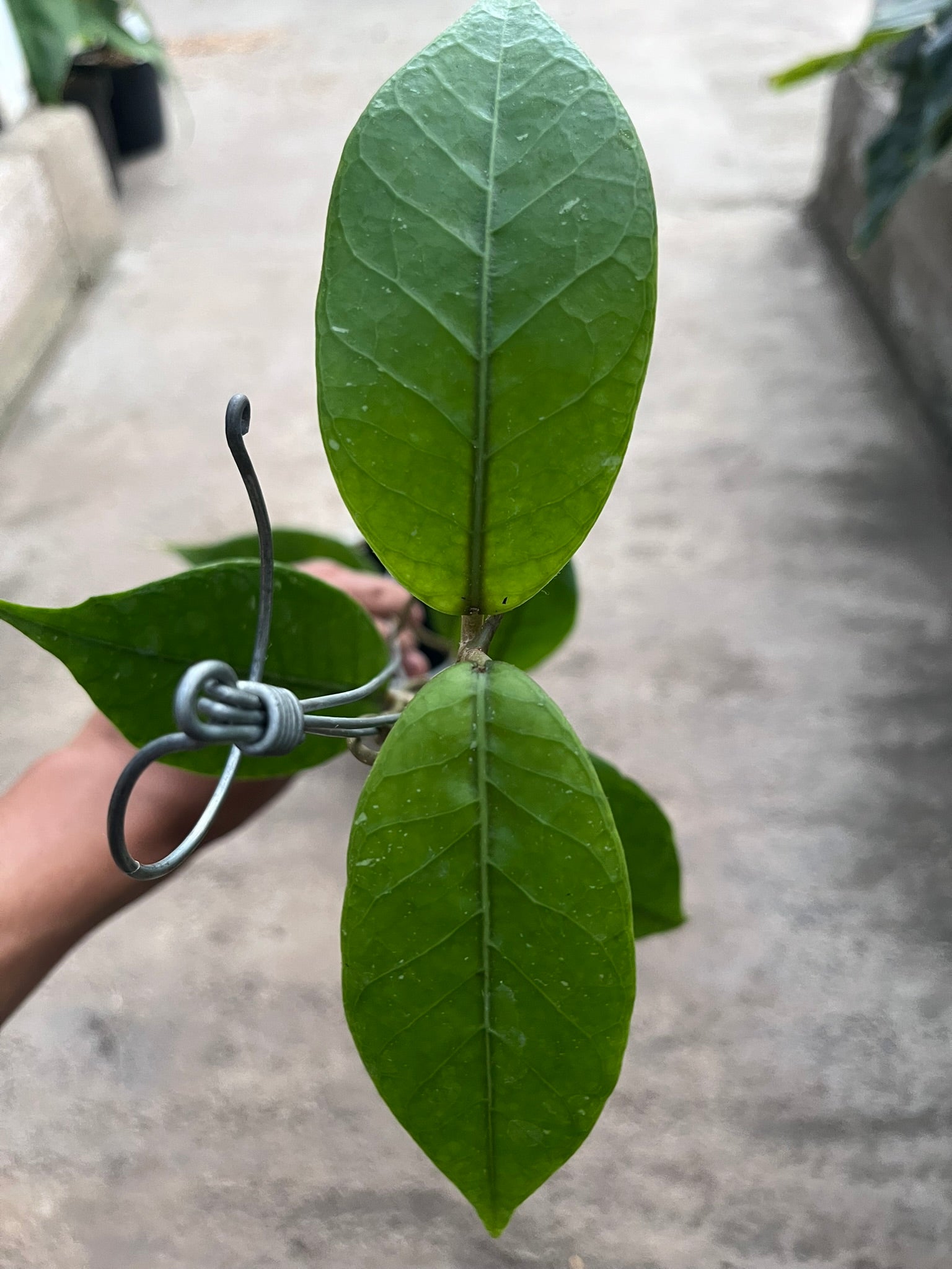 Hoya Rikit Musara