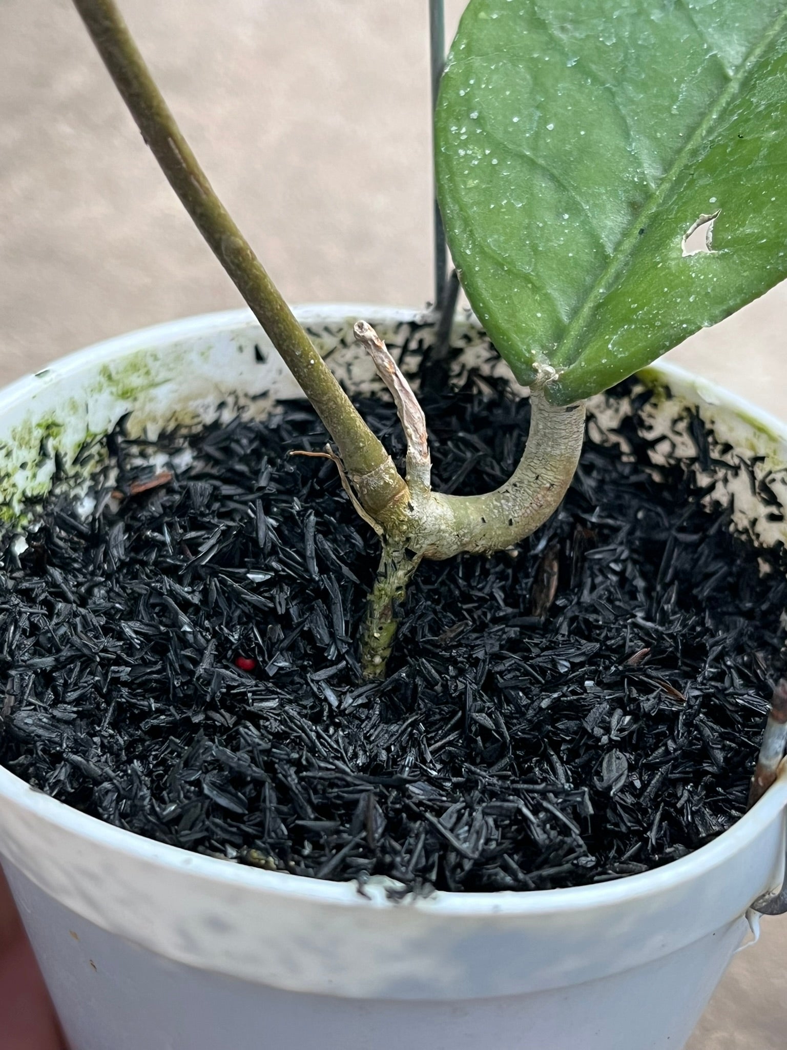 Hoya Rikit Musara