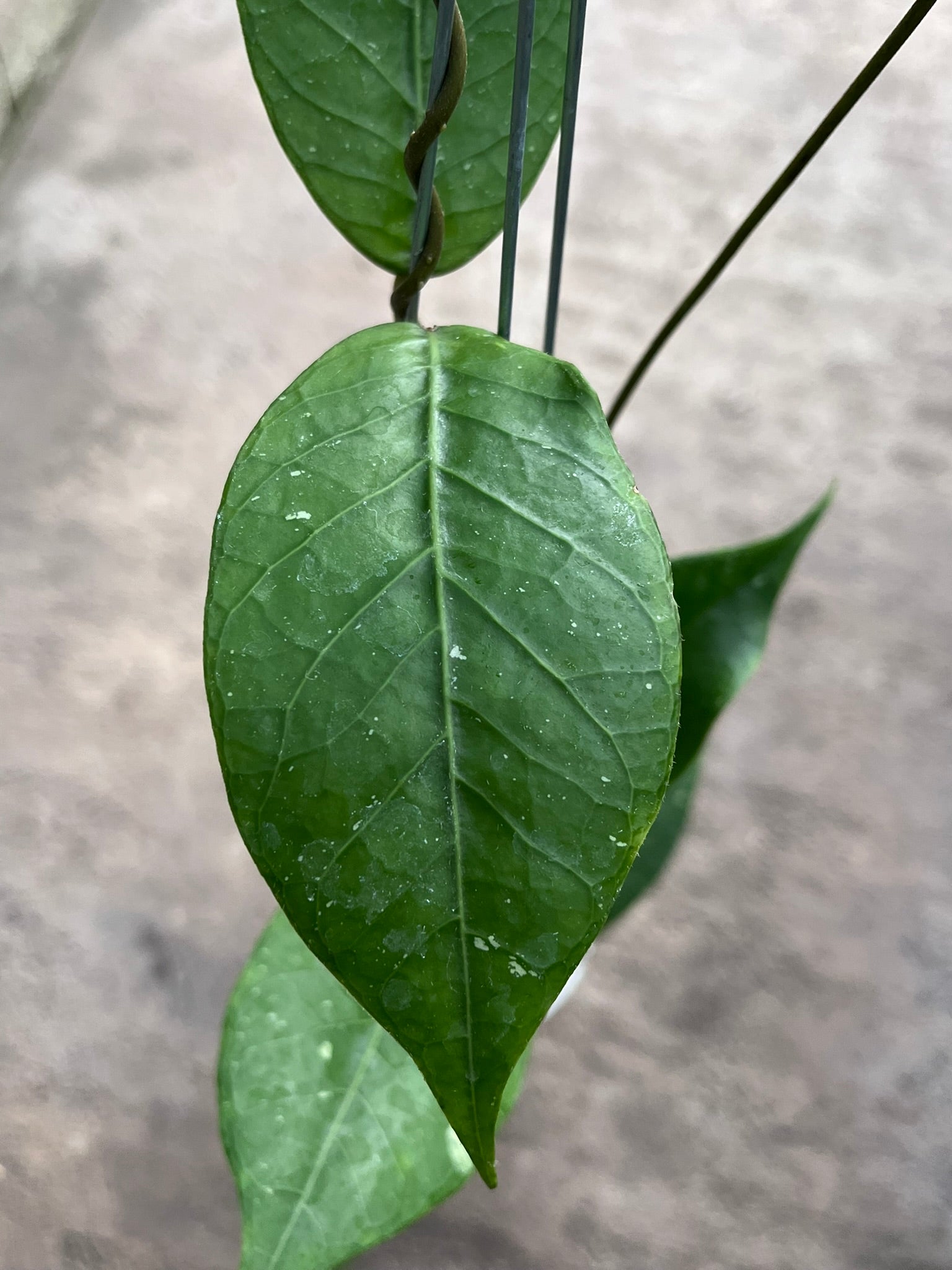 Hoya Rikit Musara