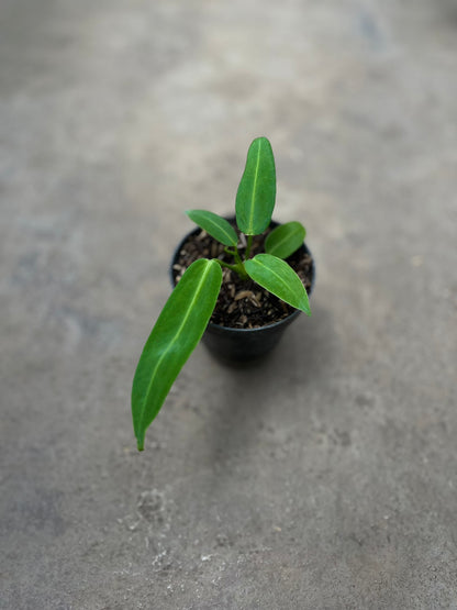 Anthurium Warocqueanum