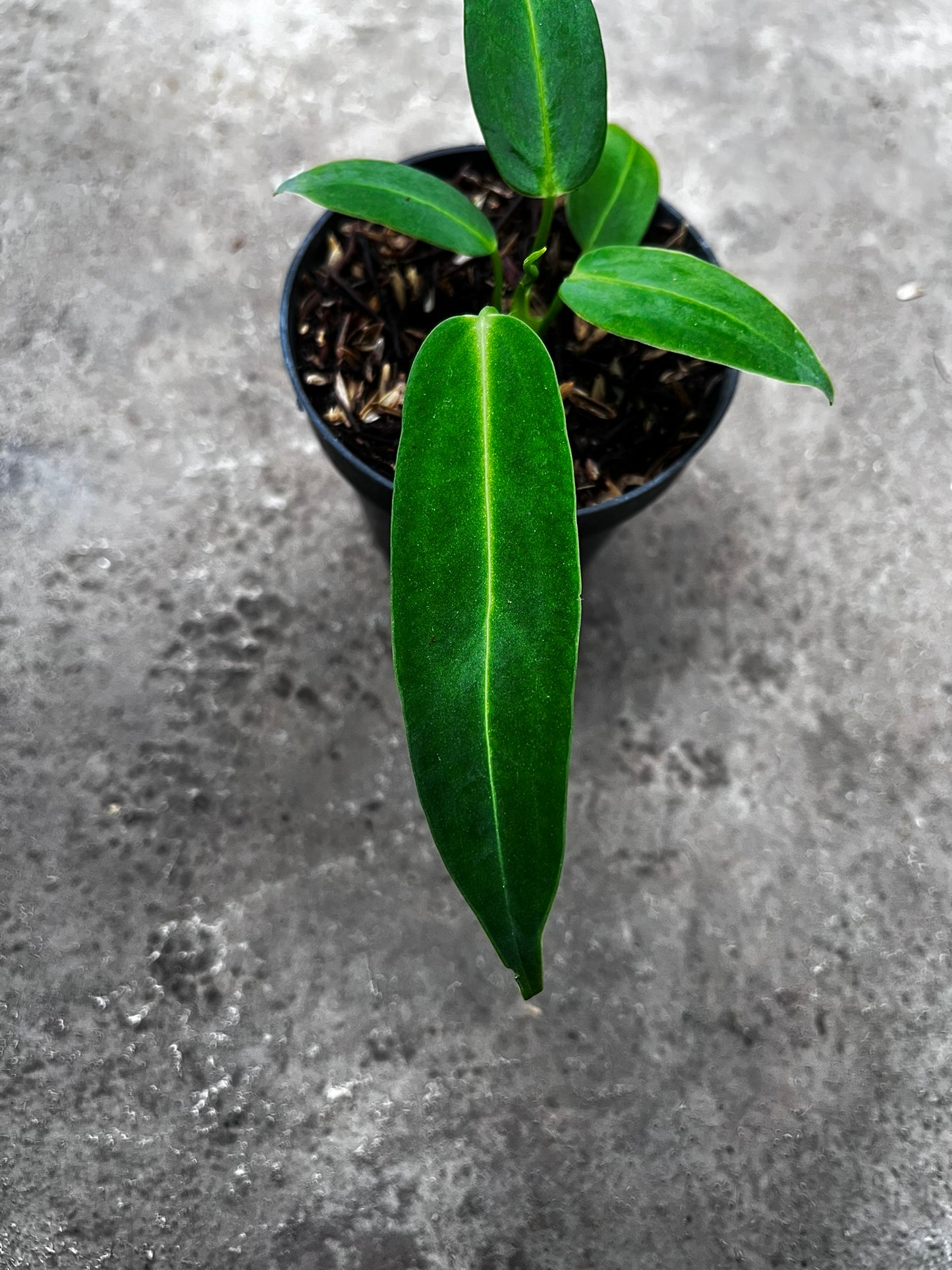 Anthurium Warocqueanum