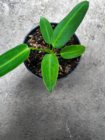 Anthurium Warocqueanum