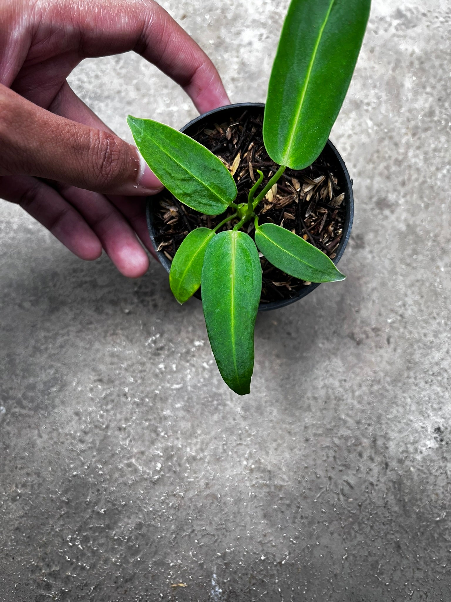 Anthurium Warocqueanum