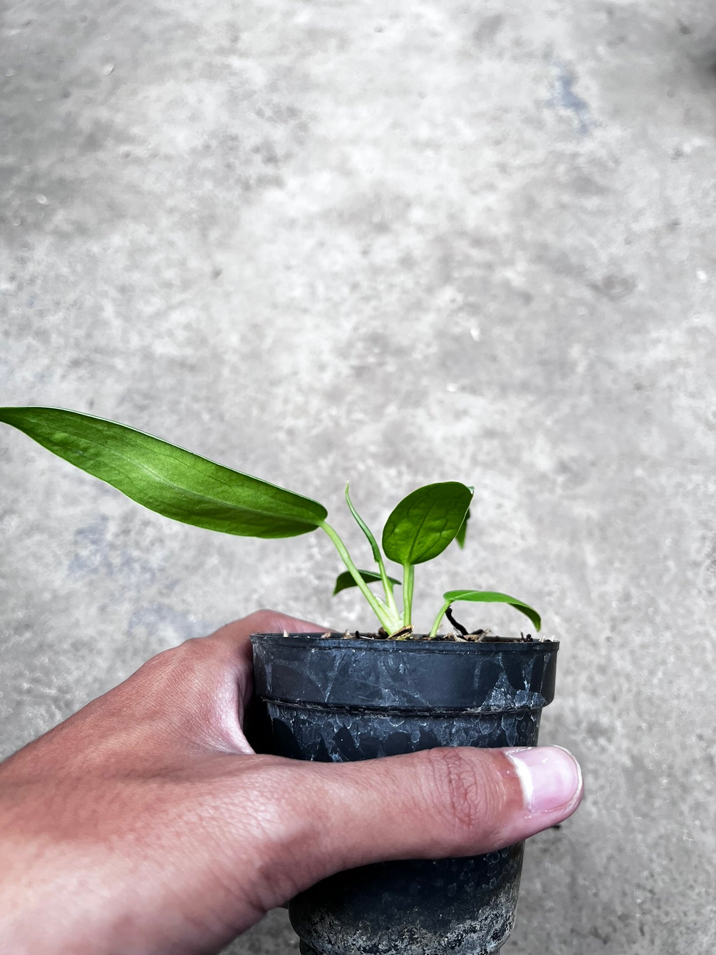 Anthurium Warocqueanum