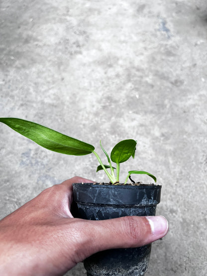 Anthurium Warocqueanum