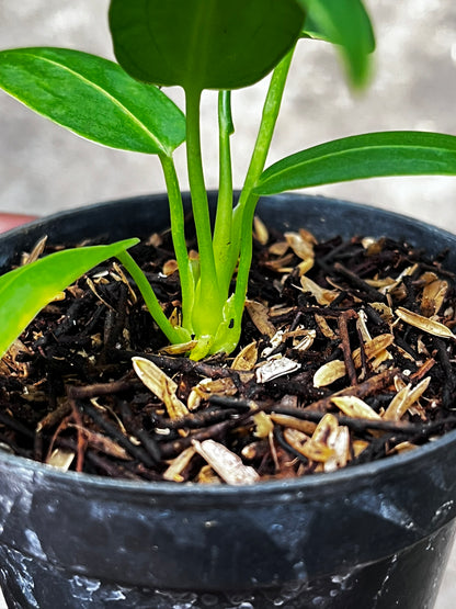 Anthurium Warocqueanum