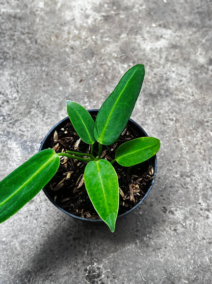 Anthurium Warocqueanum