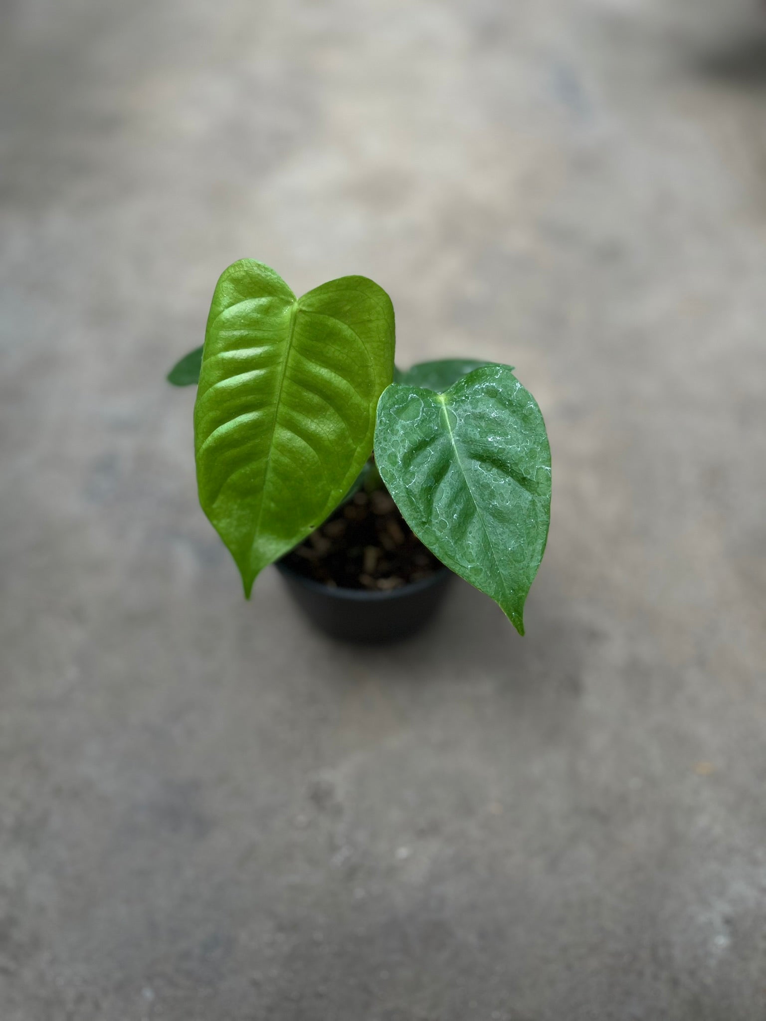 Anthurium Veitchii
