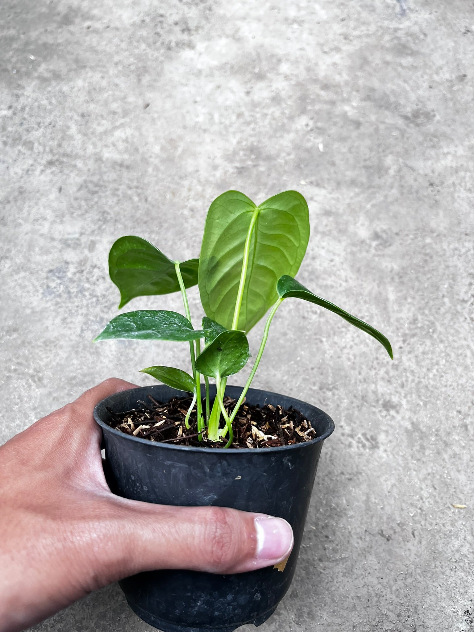 Anthurium Veitchii