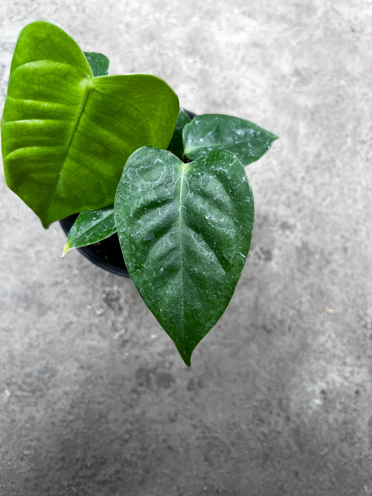 Anthurium Veitchii