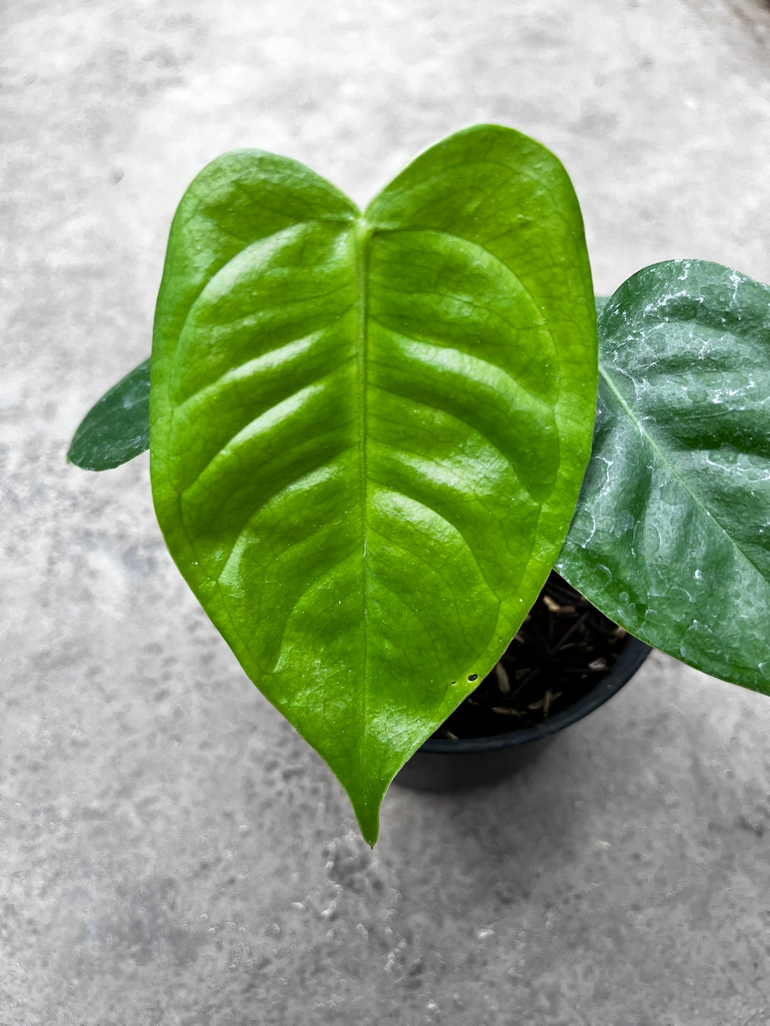Anthurium Veitchii