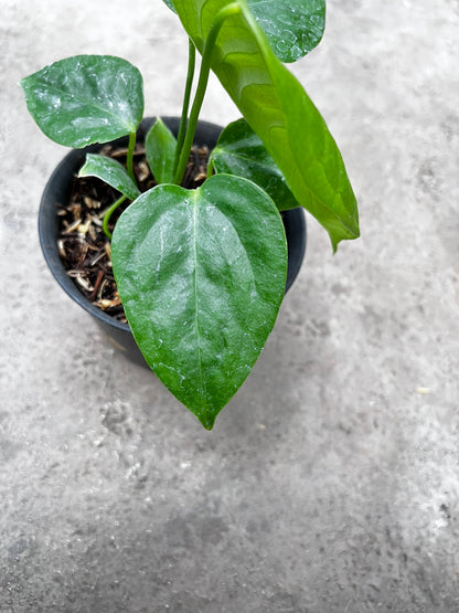 Anthurium Veitchii