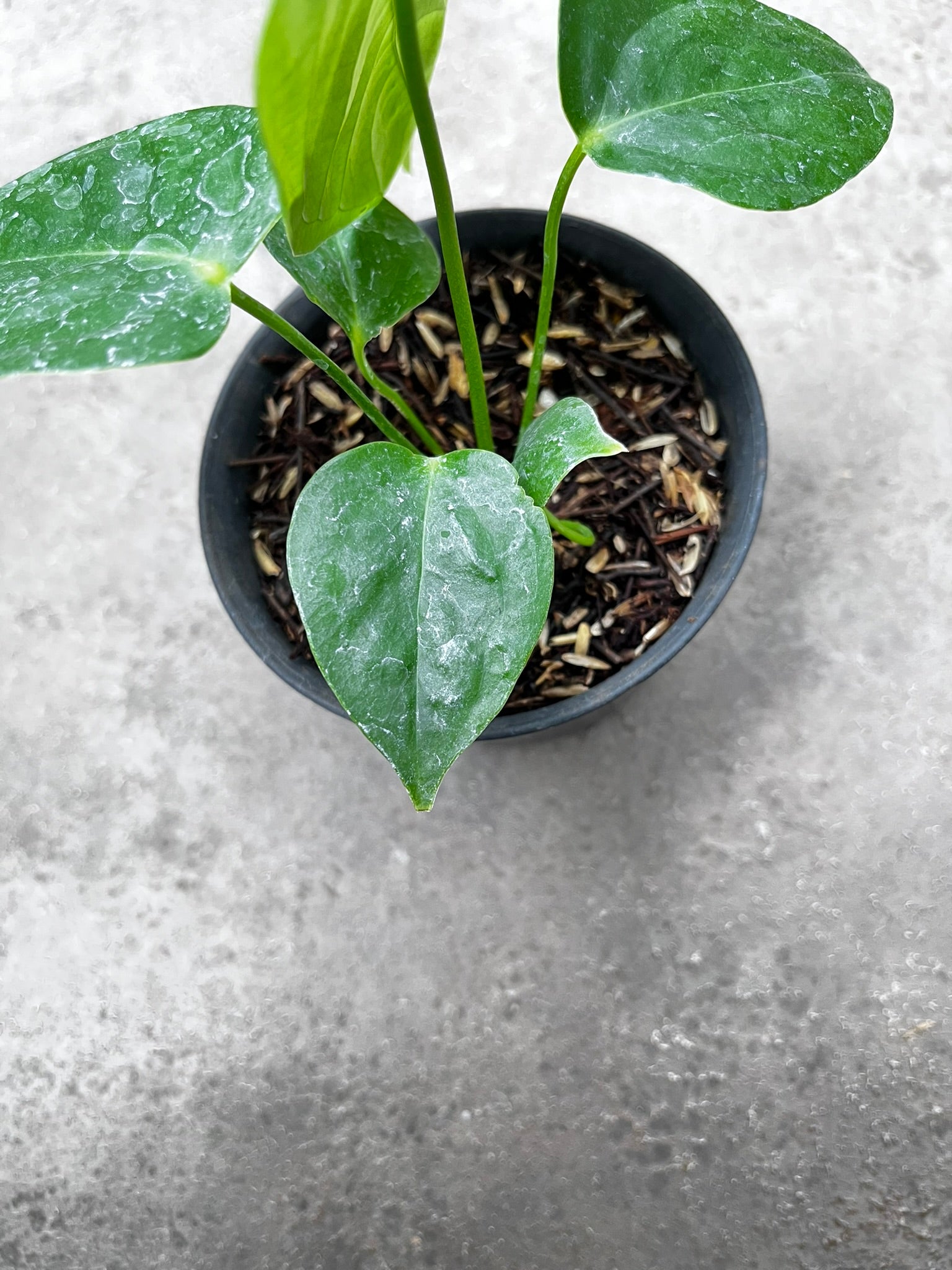 Anthurium Veitchii