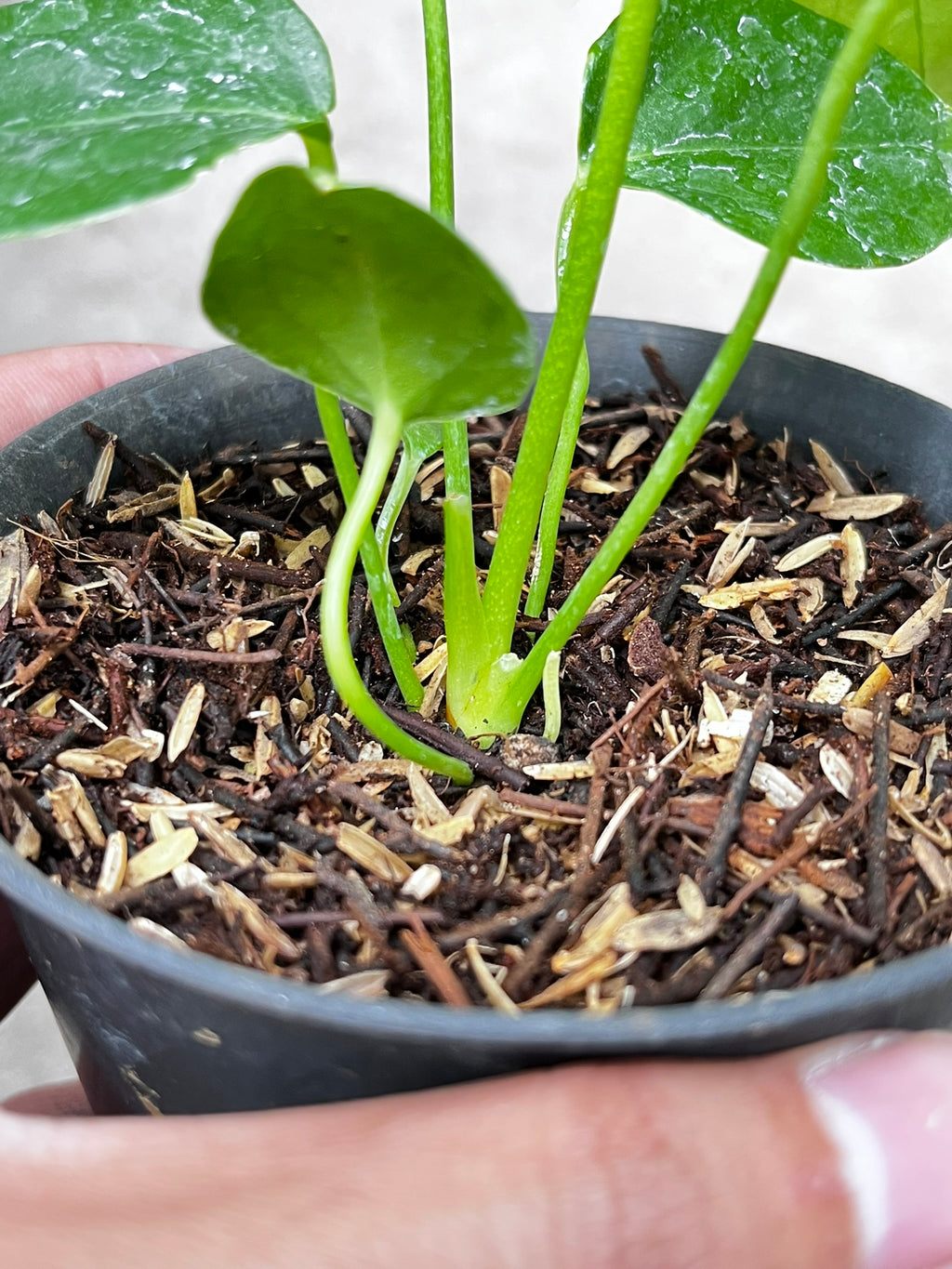 Anthurium Veitchii