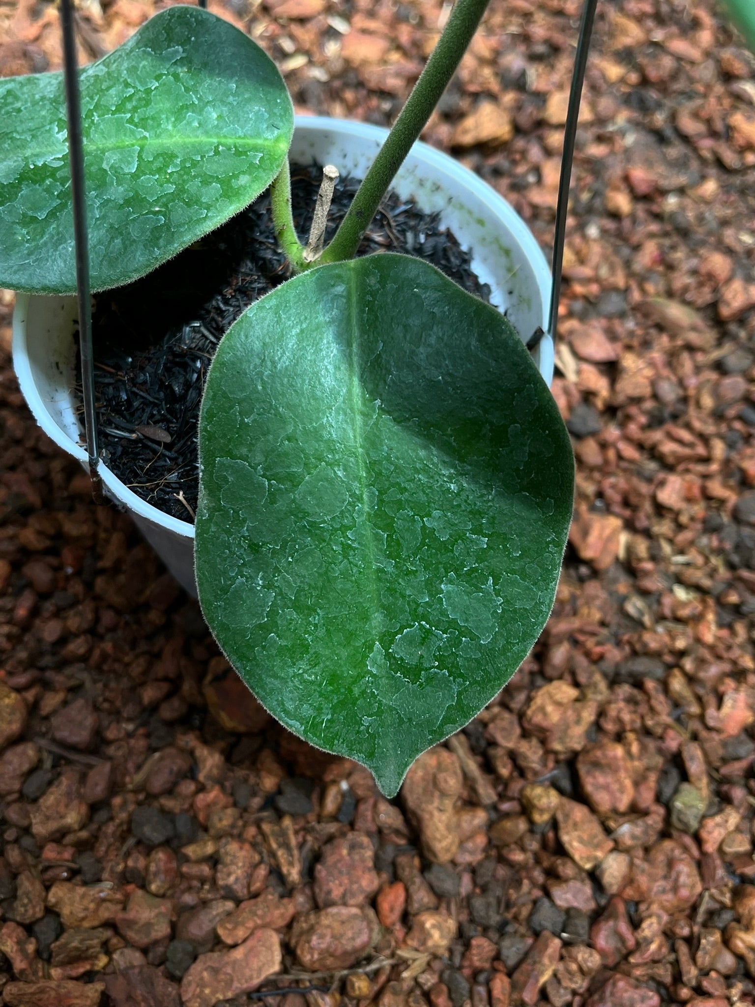 Hoya Gigas