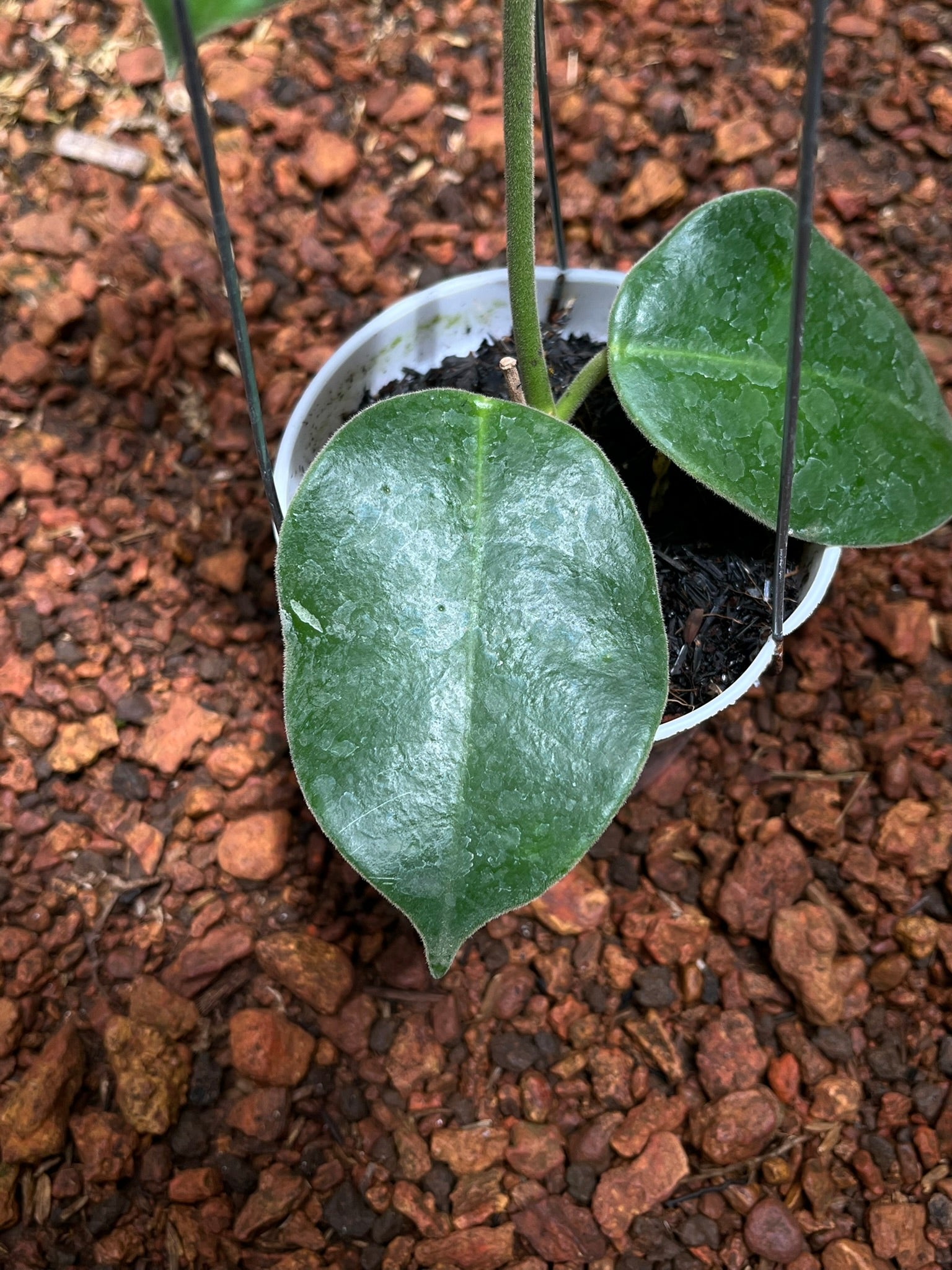 Hoya Gigas