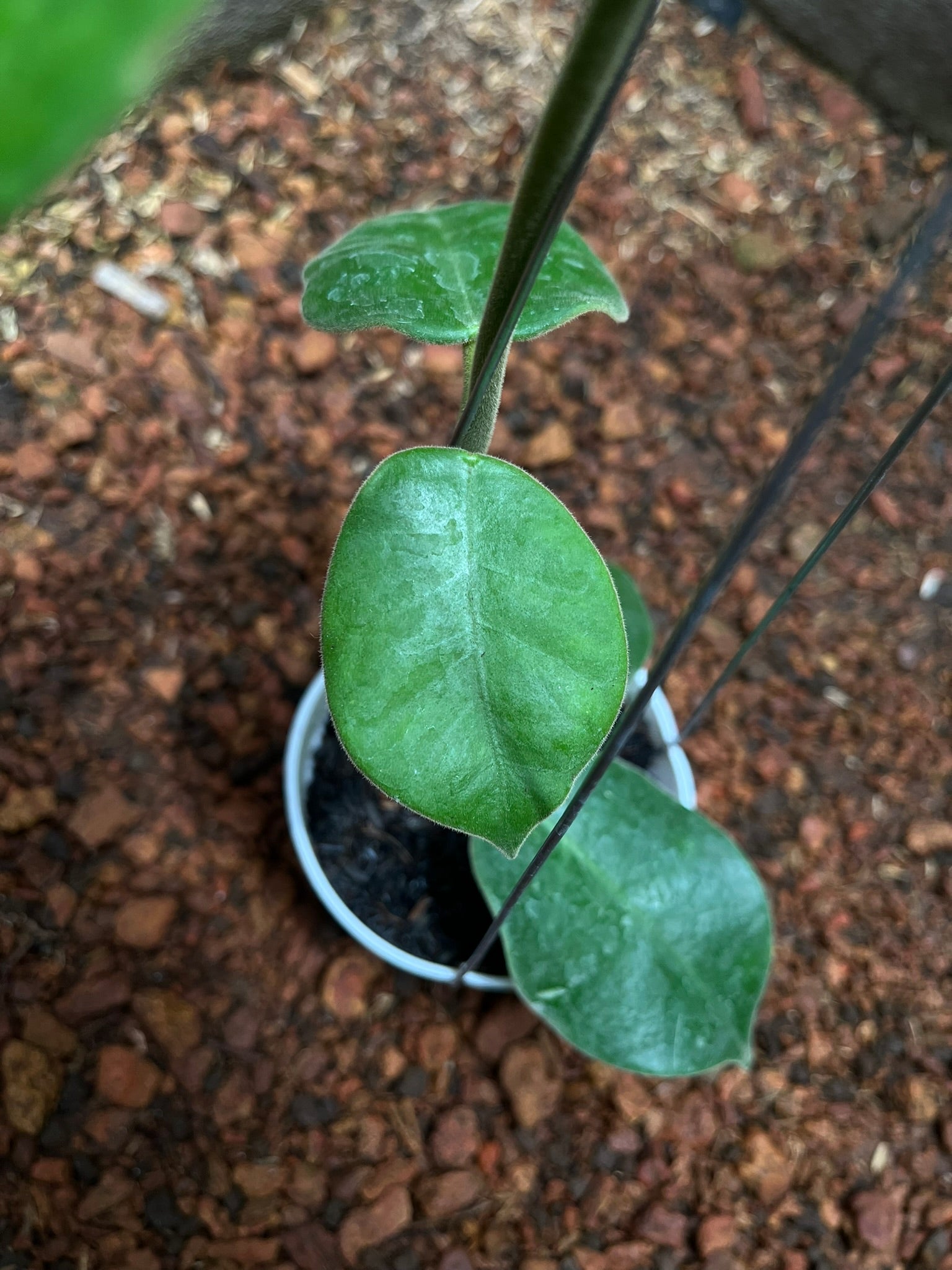 Hoya Gigas