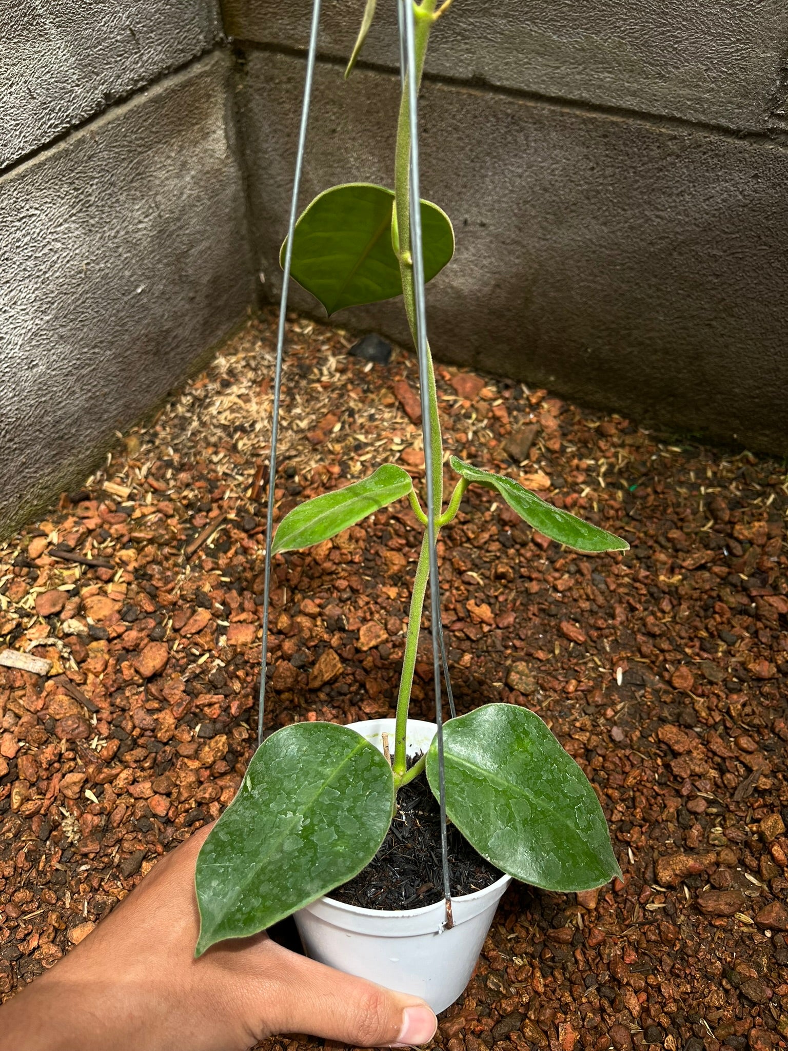 Hoya Gigas