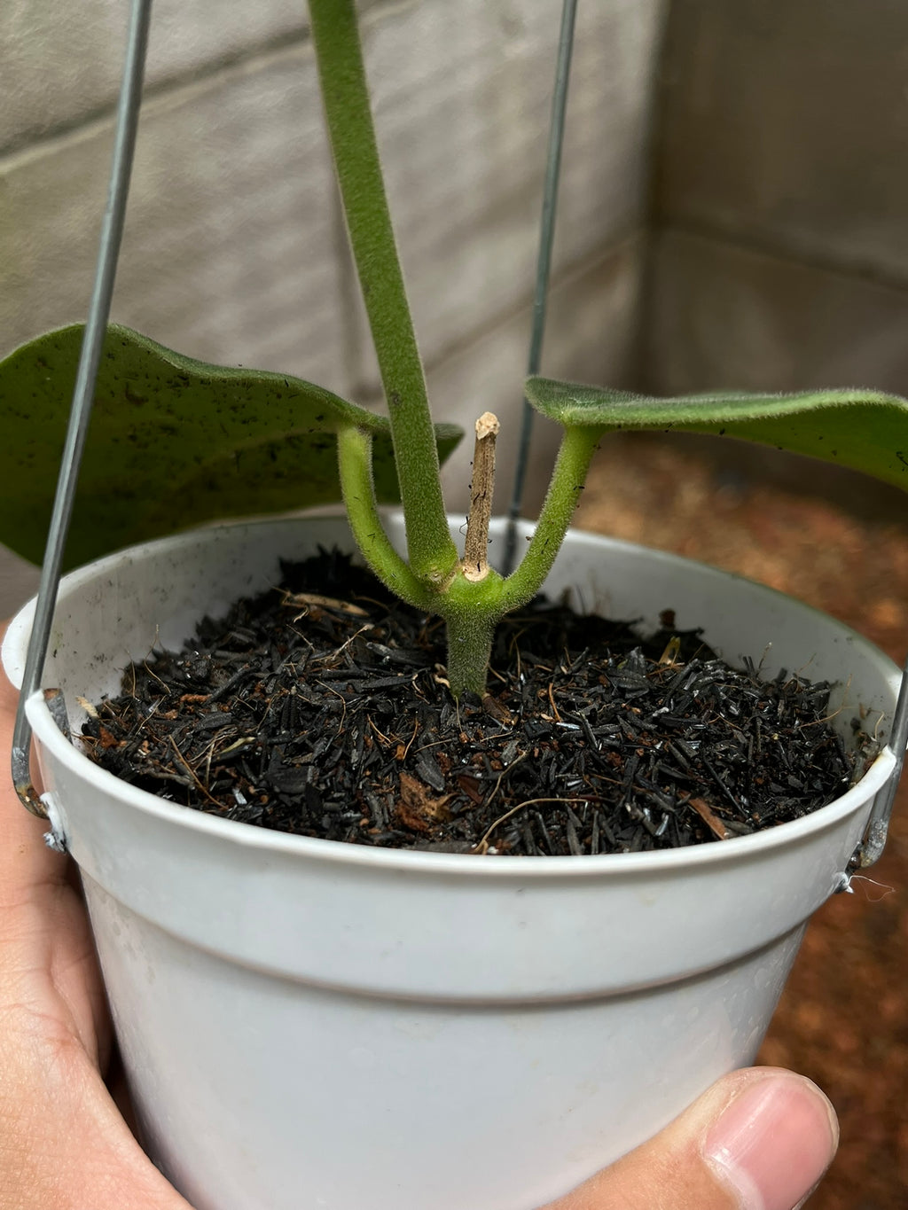 Hoya Gigas