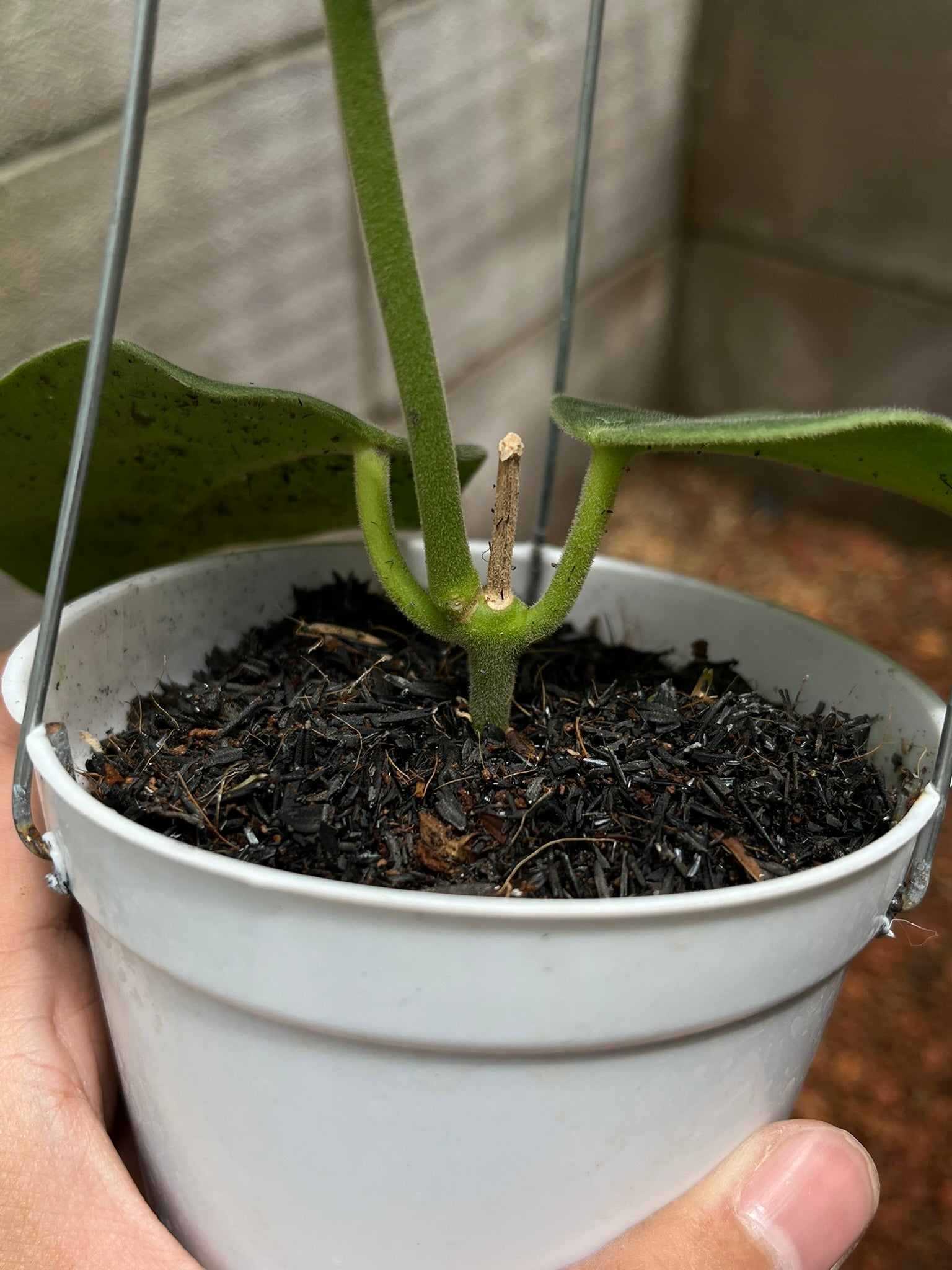 Hoya Gigas