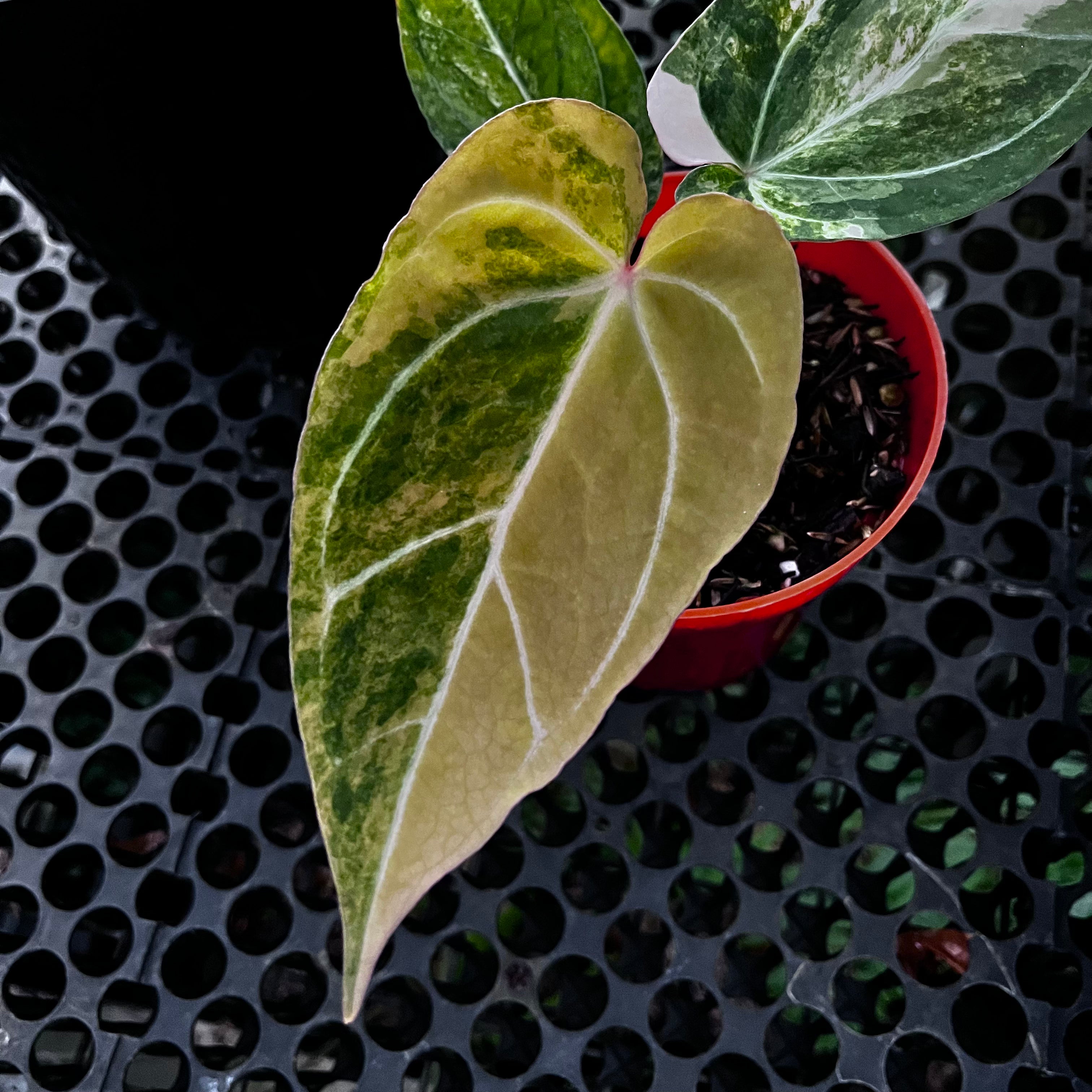 Anthurium Red Devil pink Variegated