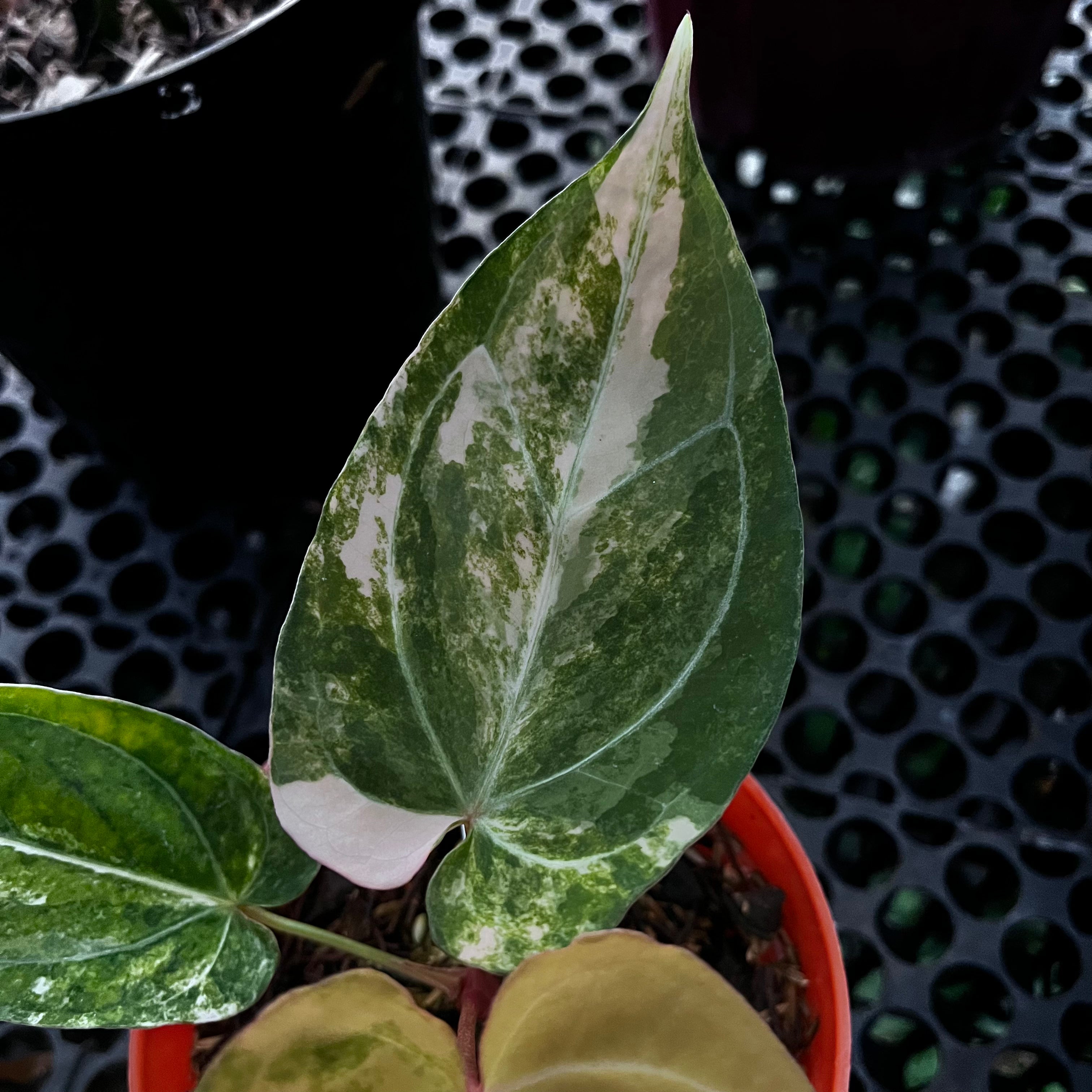 Anthurium Red Devil pink Variegated