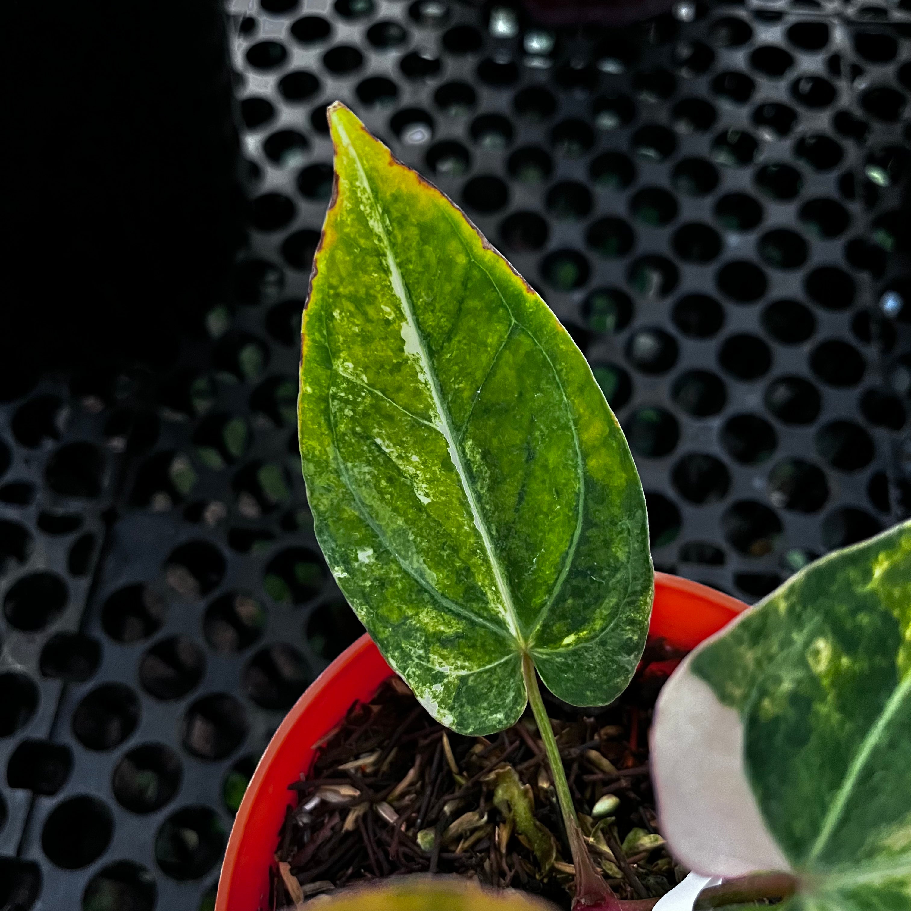 Anthurium Red Devil pink Variegated