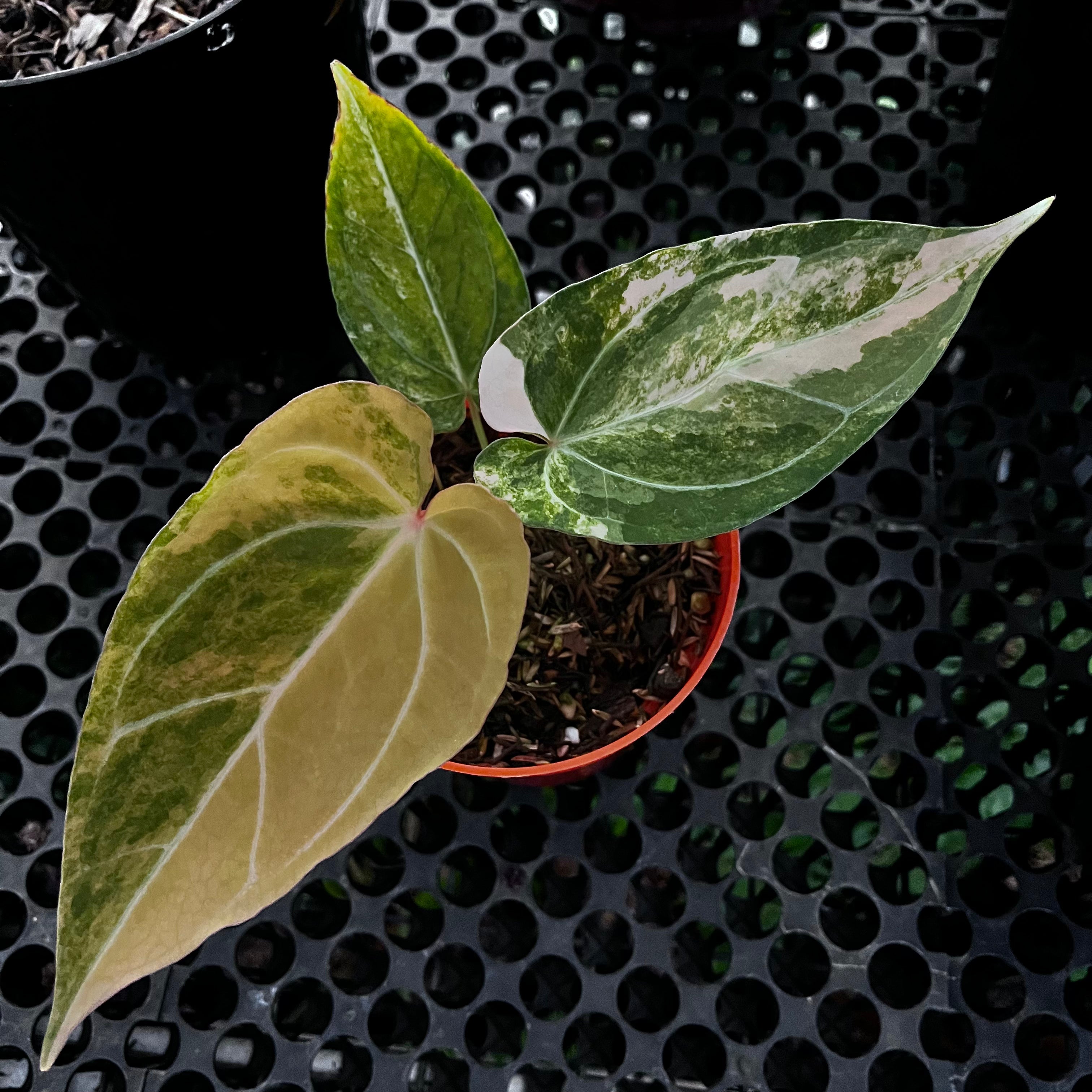 Anthurium Red Devil pink Variegated