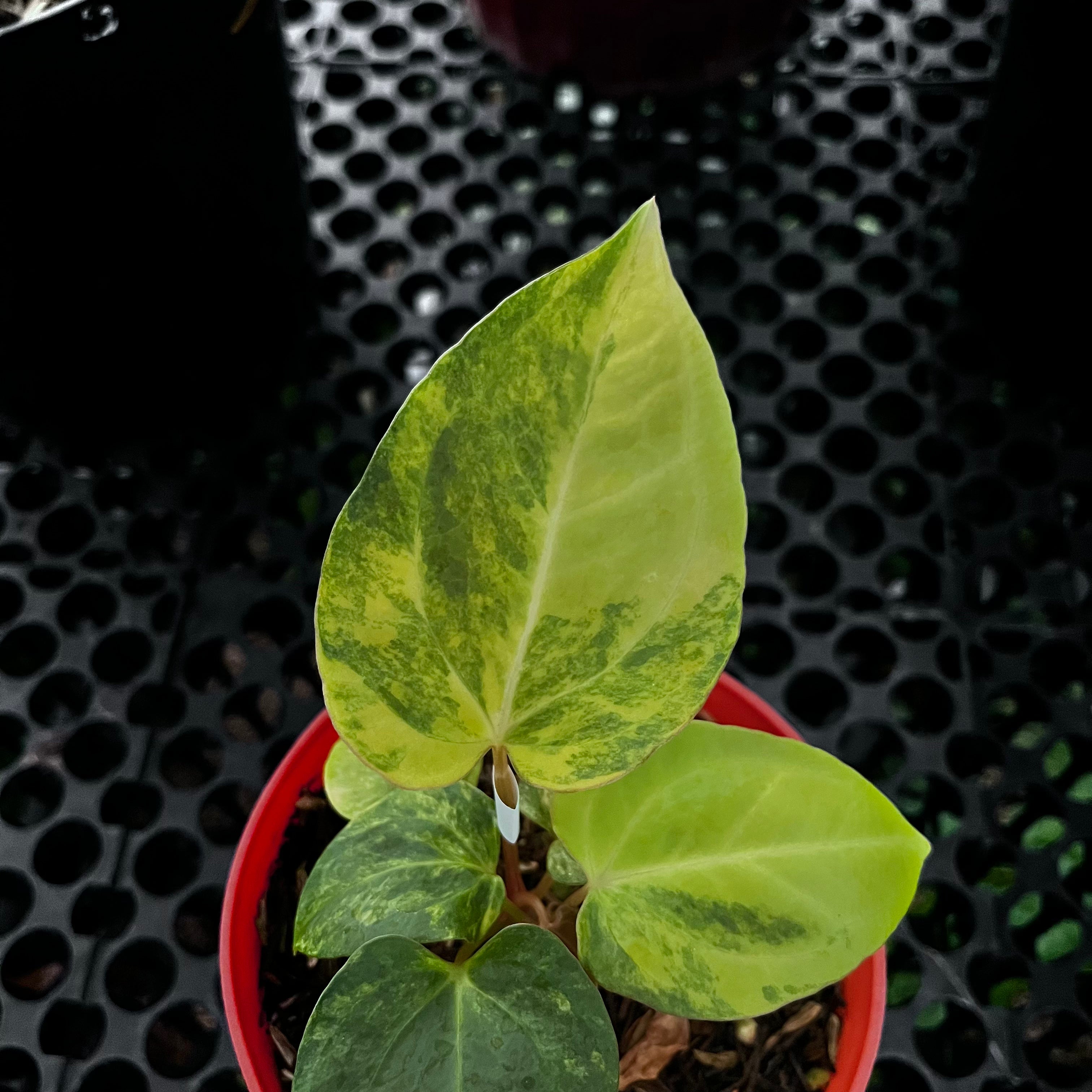 Anthurium Black Venom X Domino Var