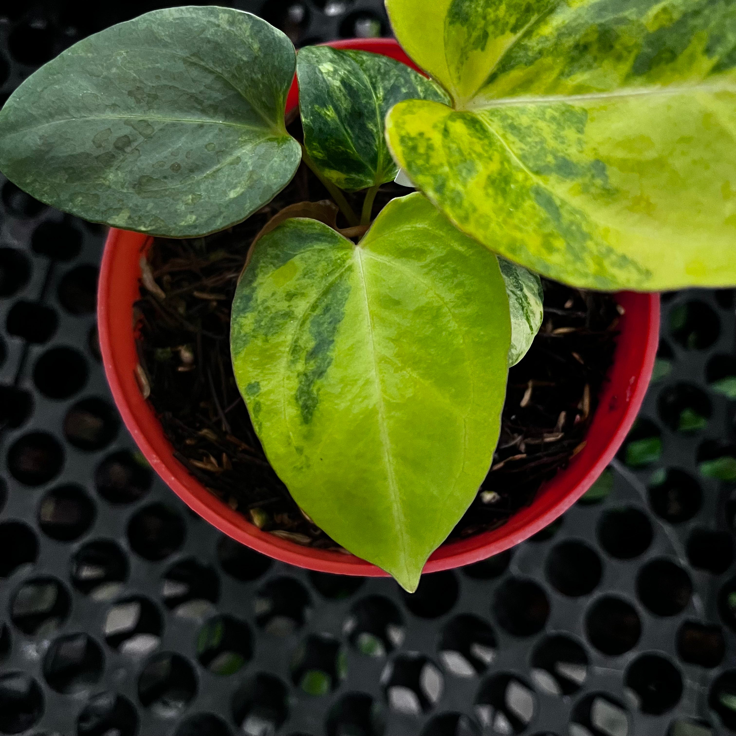 Anthurium Black Venom X Domino Var