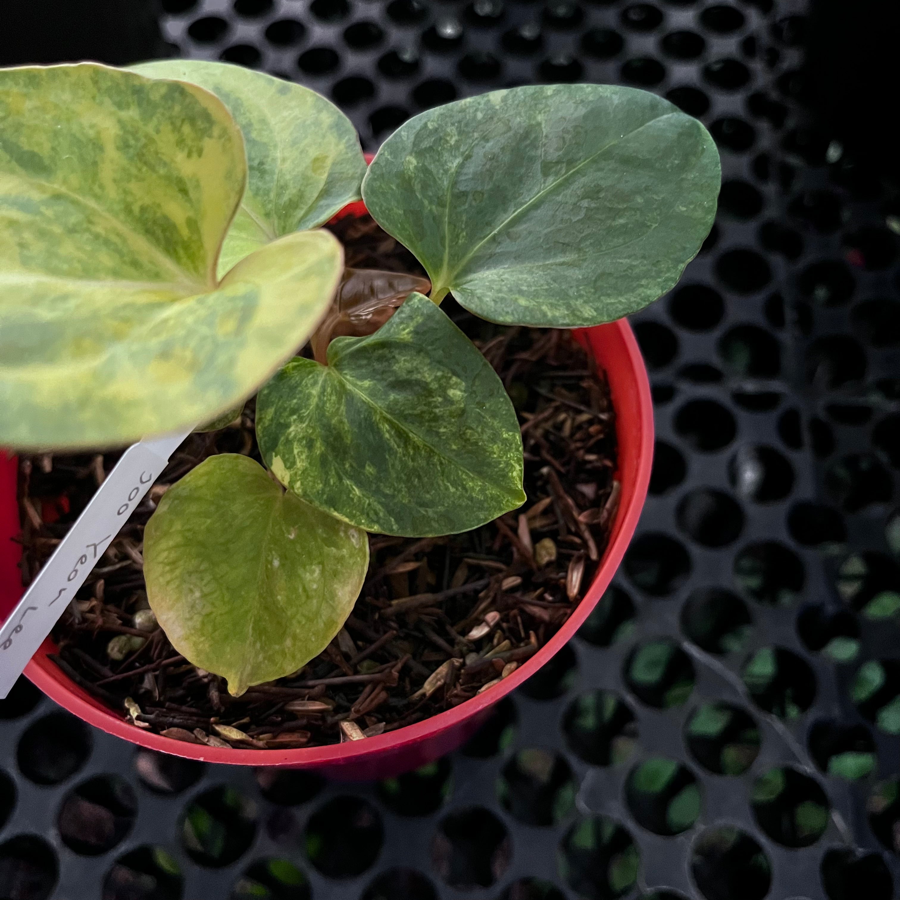 Anthurium Black Venom X Domino Var