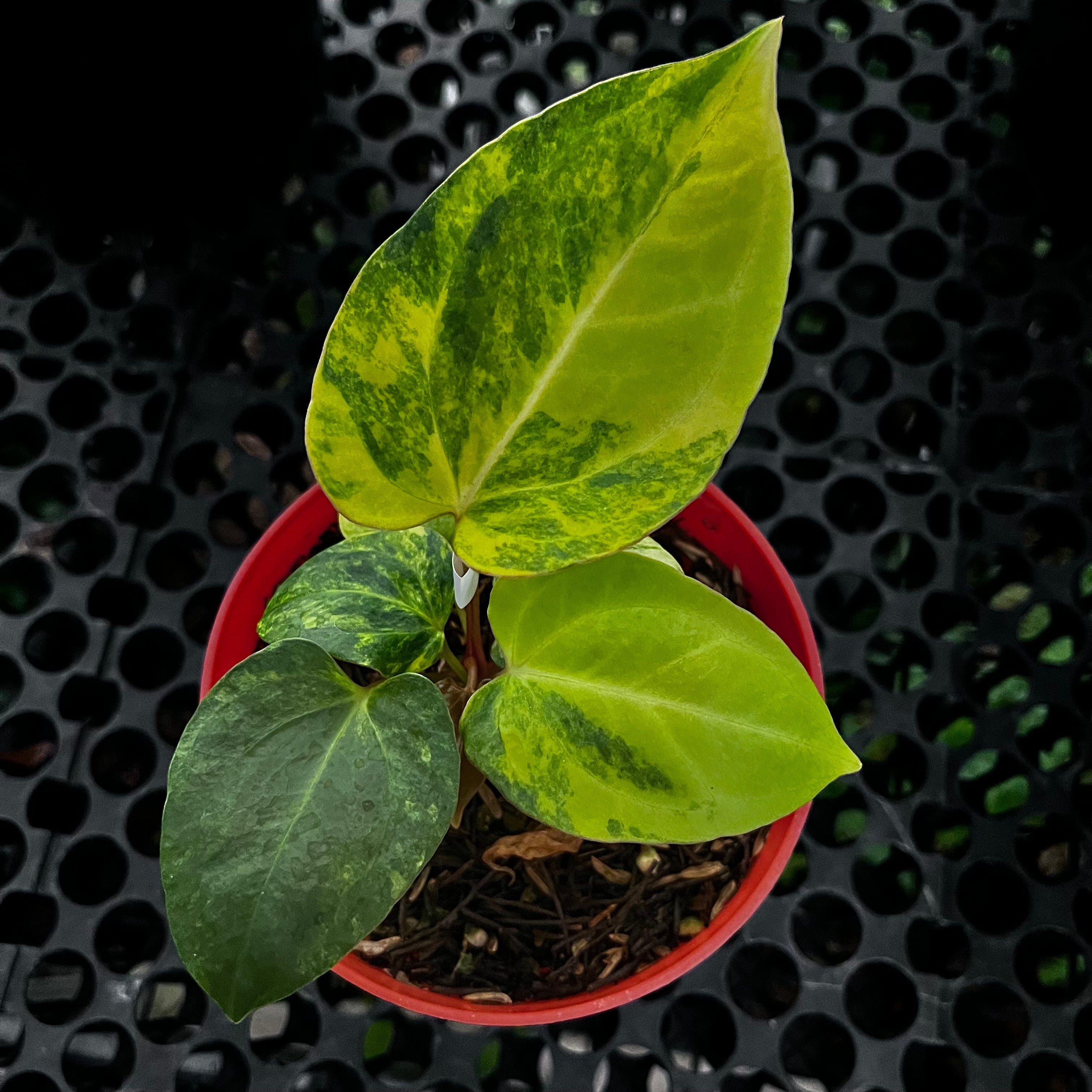 Anthurium Black Venom X Domino Var