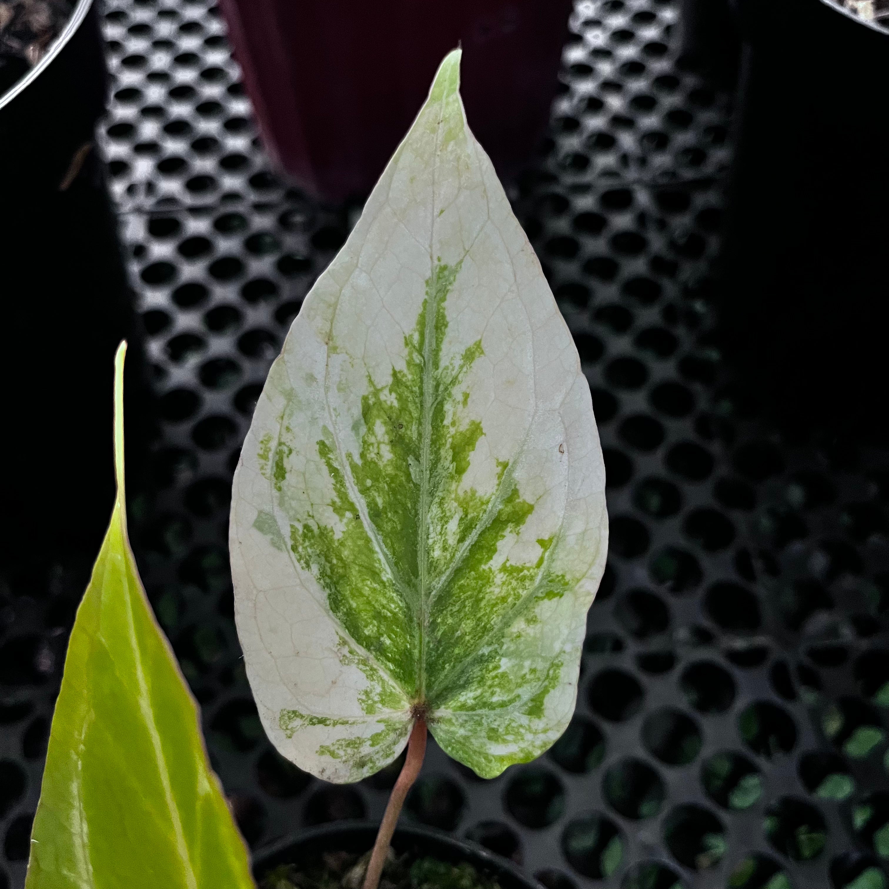 Anthurium Red Of Java Variegated