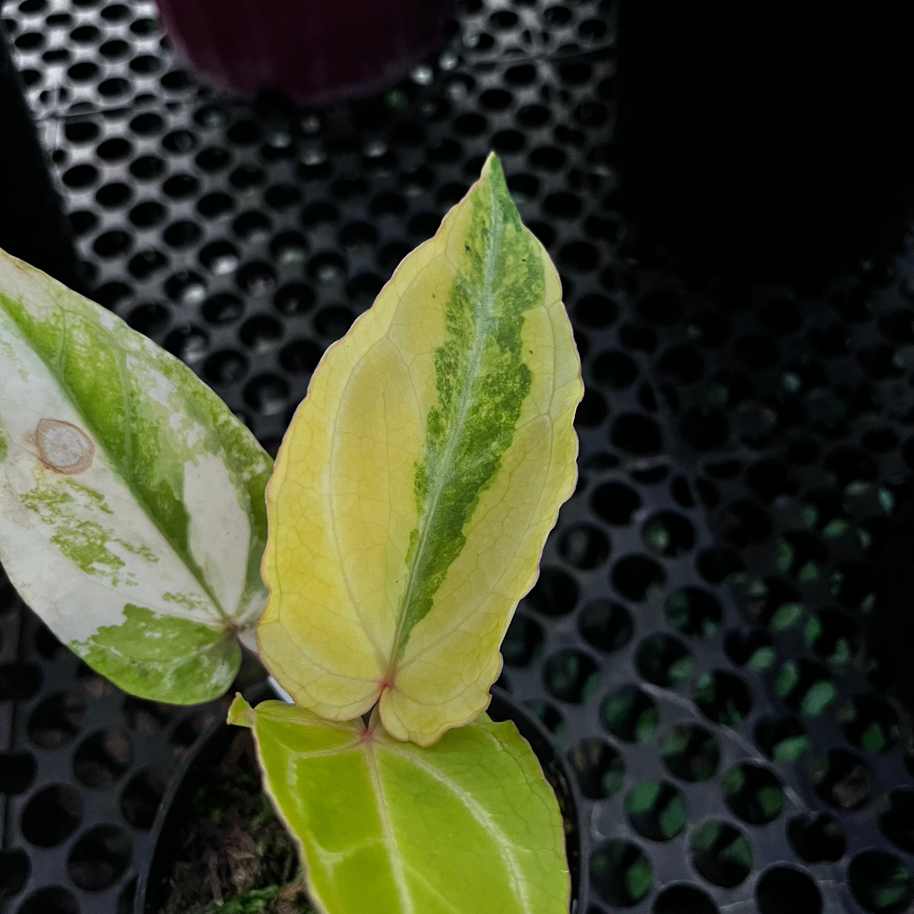Anthurium Red Of Java Variegated