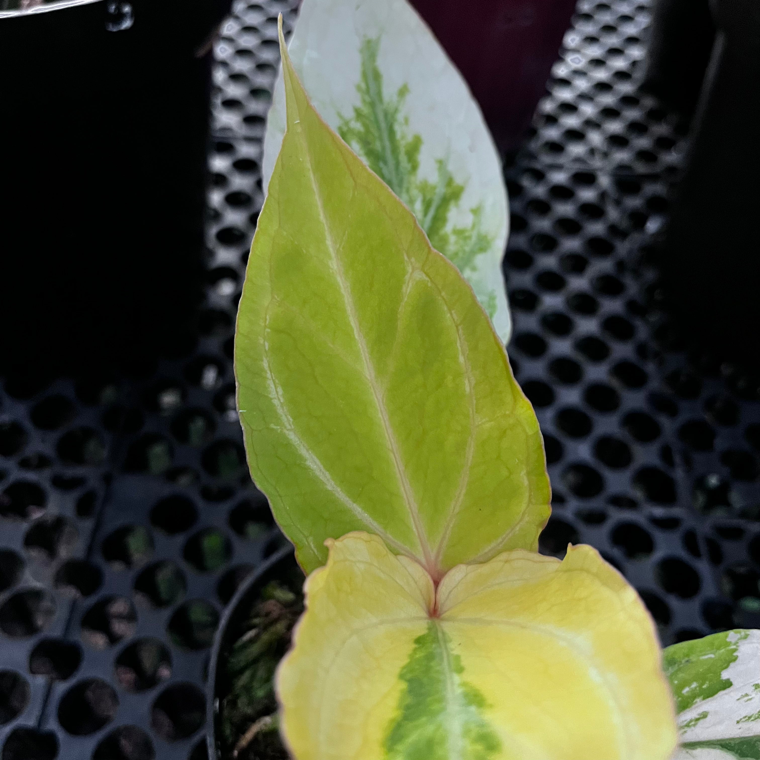 Anthurium Red Of Java Variegated
