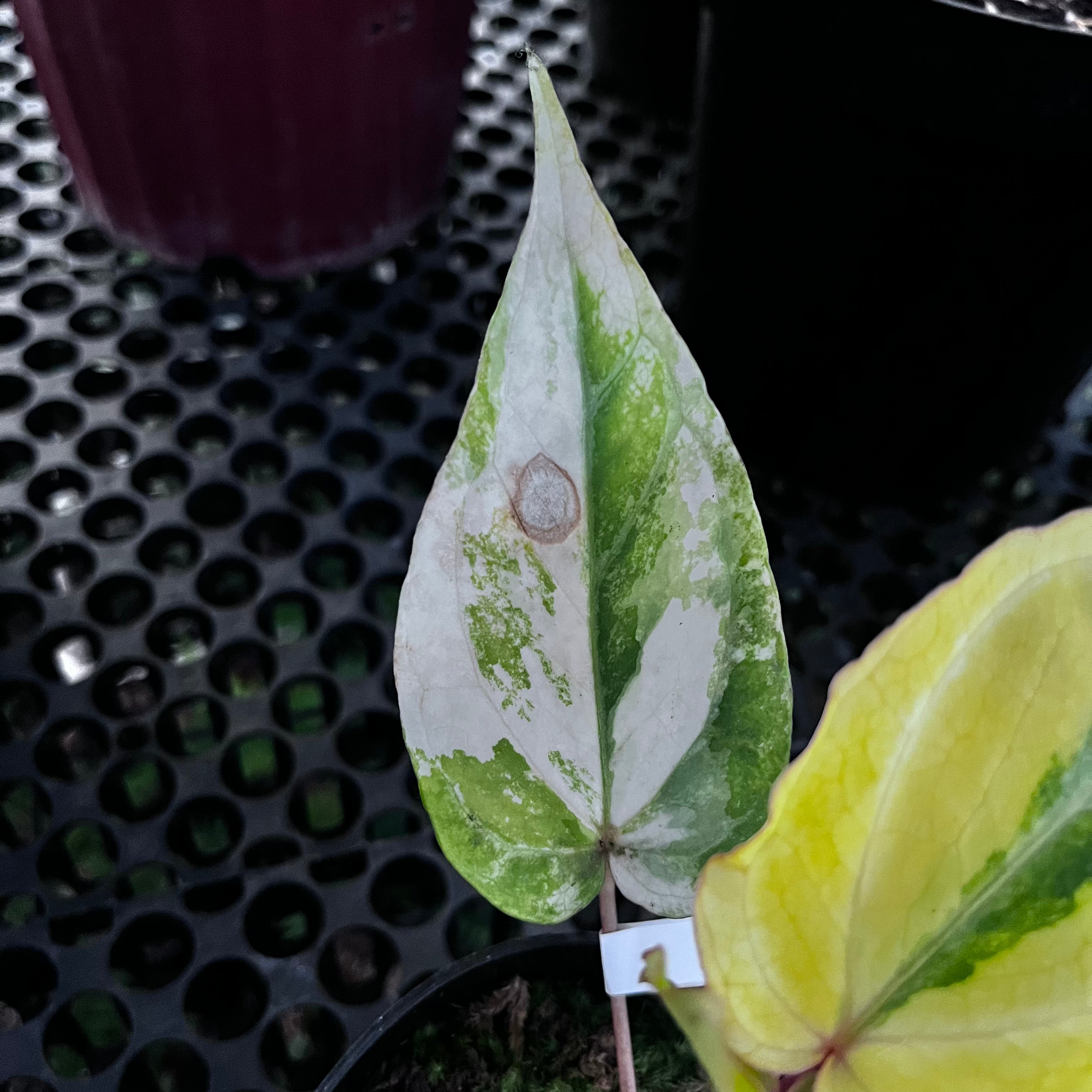 Anthurium Red Of Java Variegated
