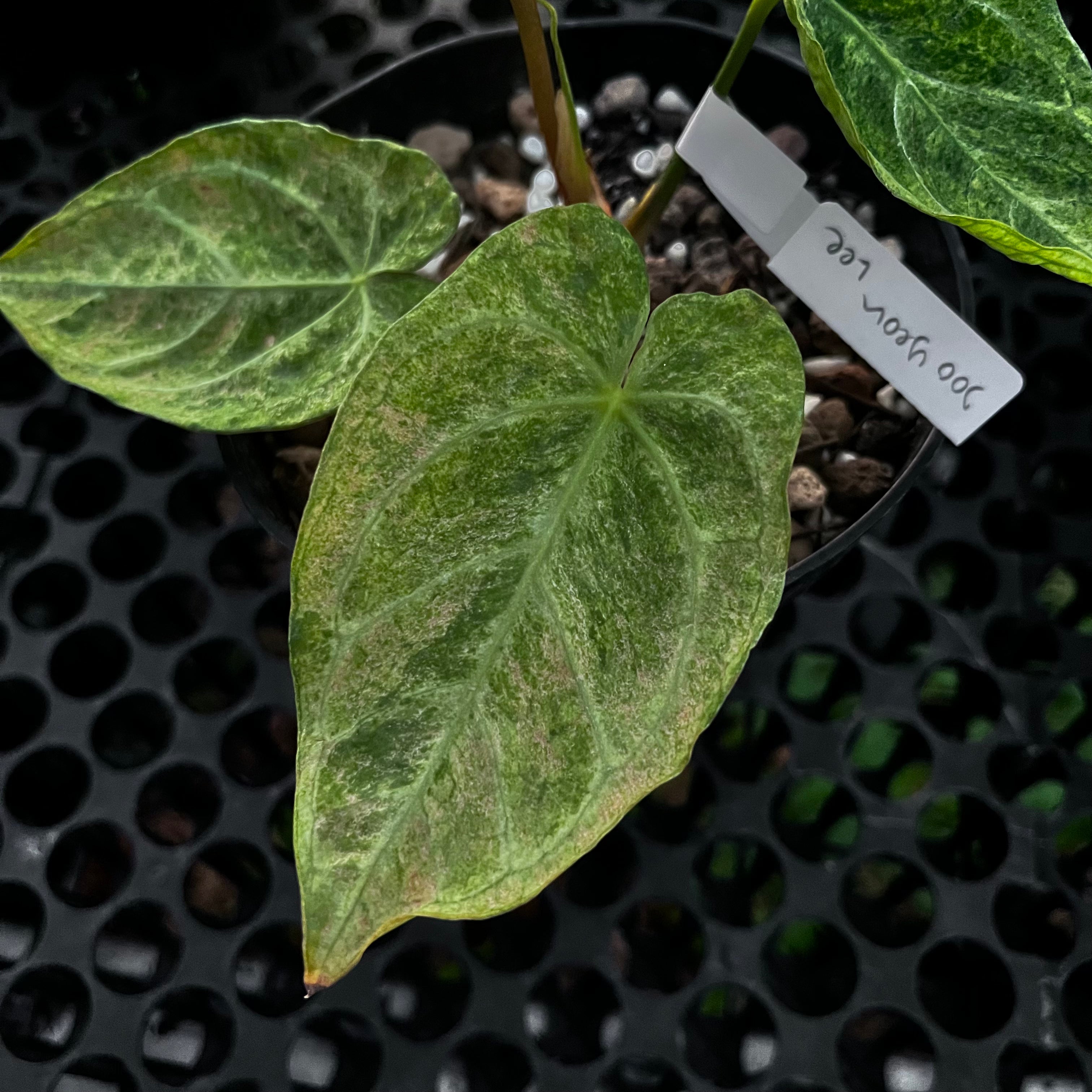 Anthurium Magnificum Platinum Variegated