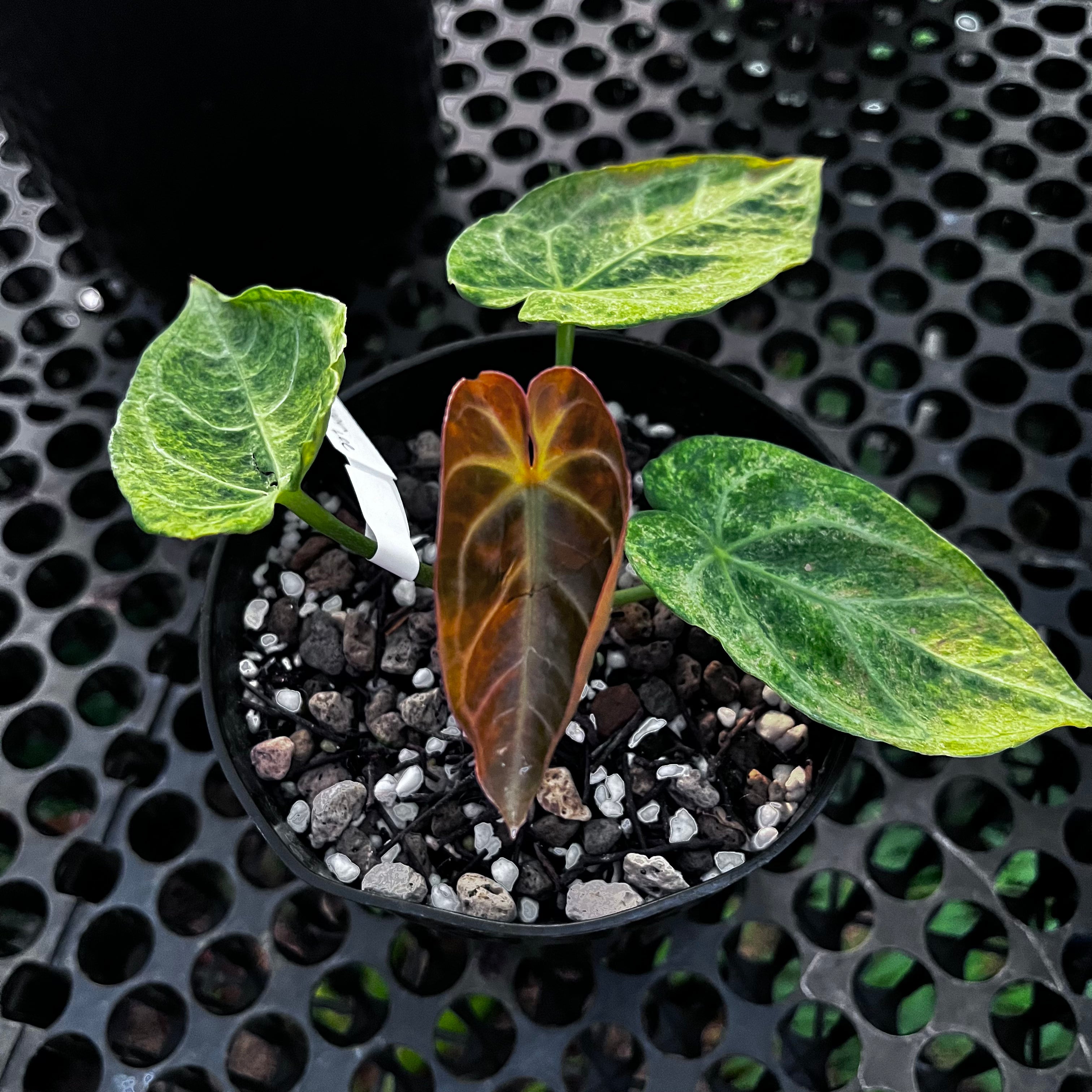 Anthurium Magnificum Platinum Variegated