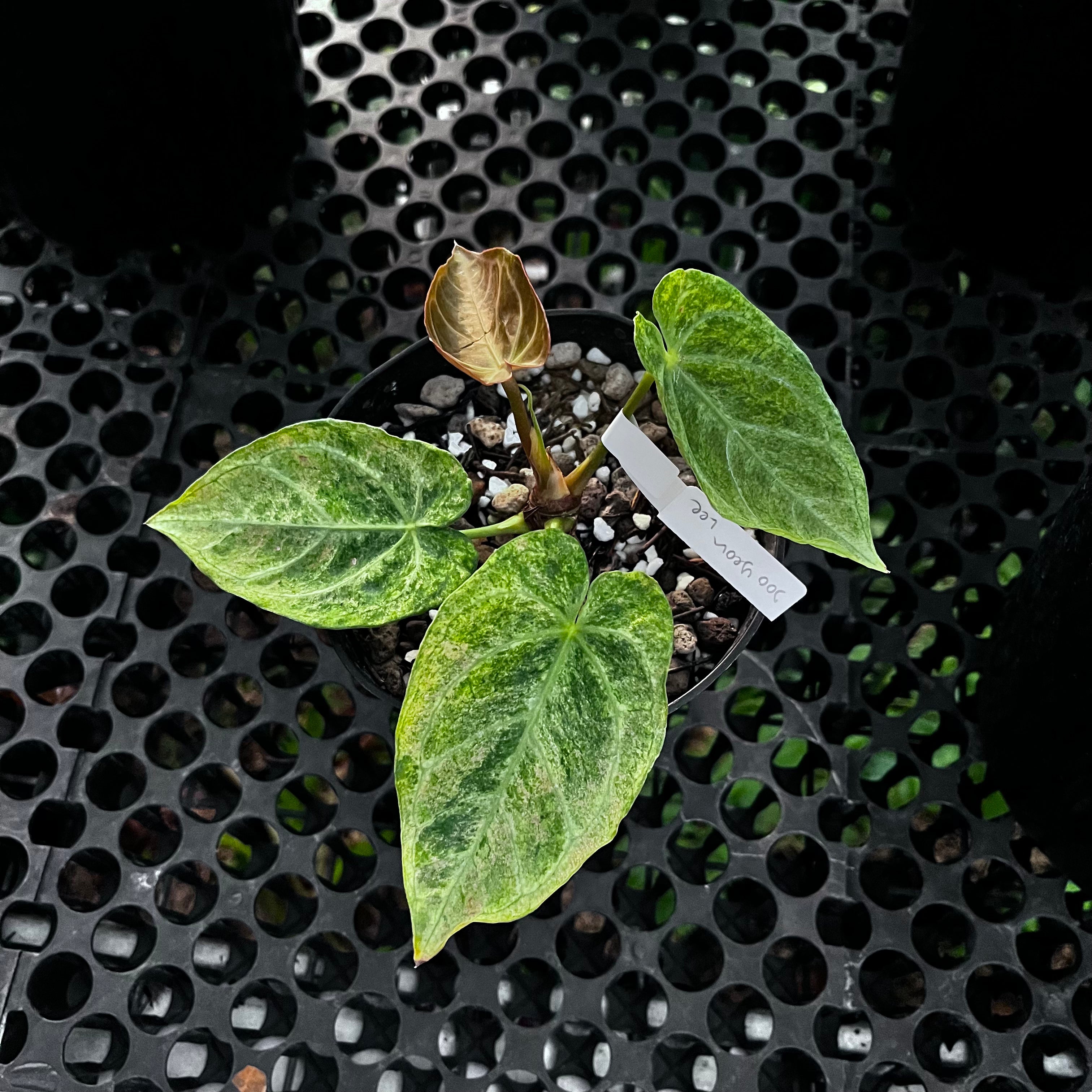 Anthurium Magnificum Platinum Variegated