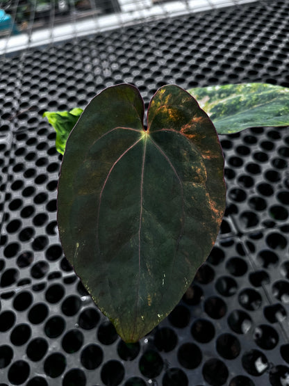 Anthurium Black Venom X Red Vein Dark Phoenix