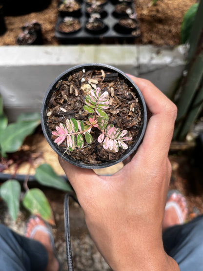 Phyllanthus Niruri Pink Variegated