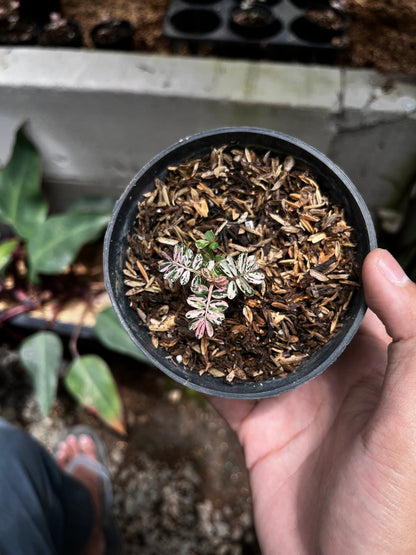 Phyllanthus Niruri Pink Variegated