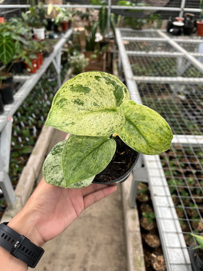 Scindapsus creme brulee 2