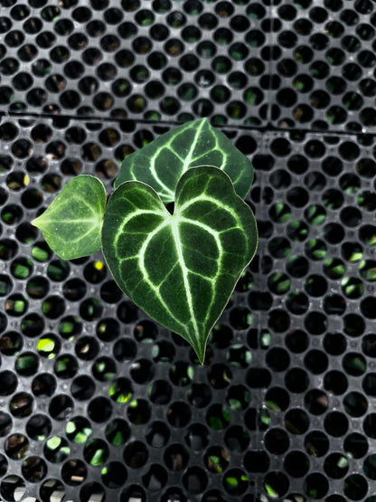 Anthurium Clarinervium