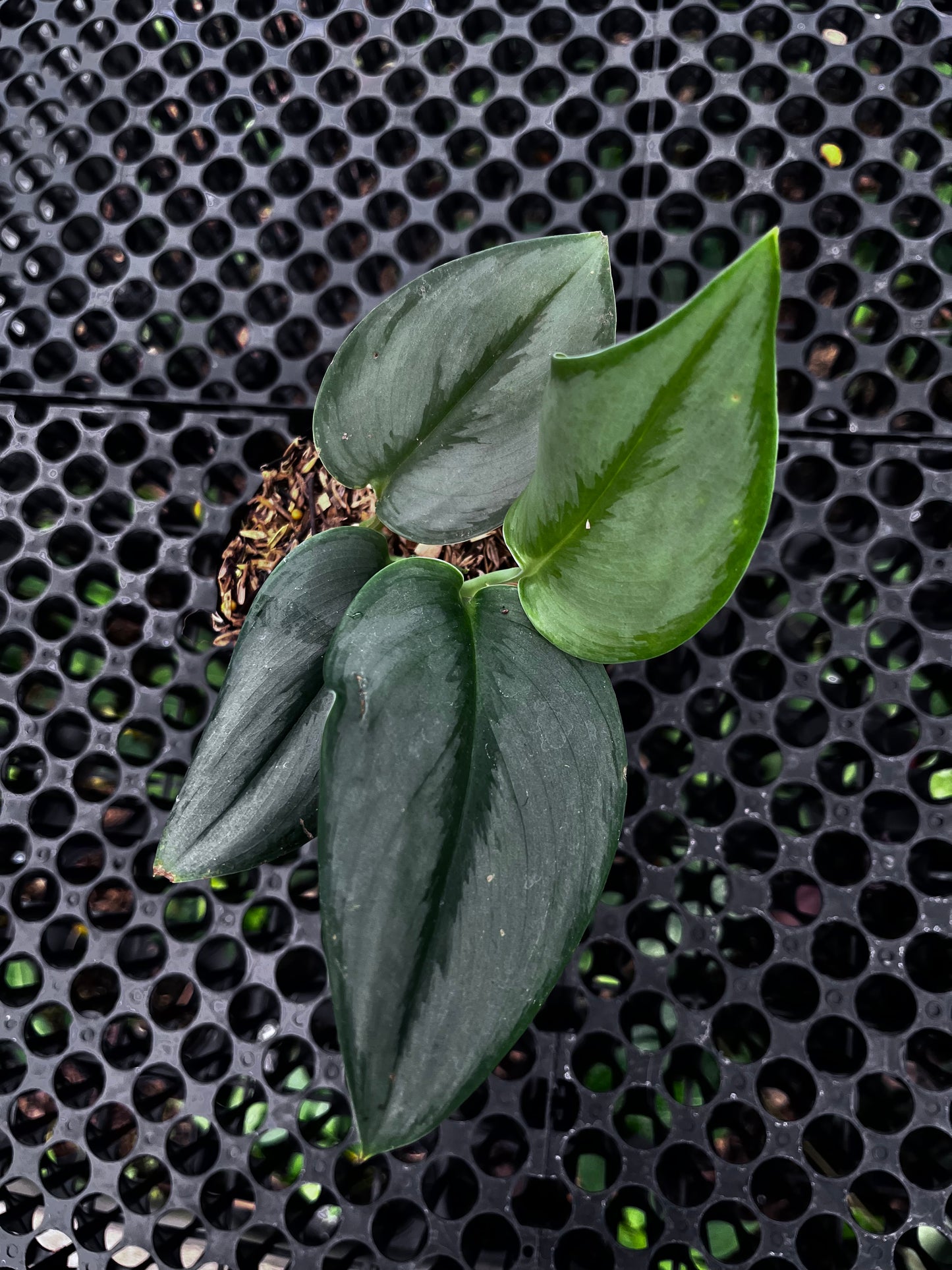 Scindapsus Treubii Moonlight